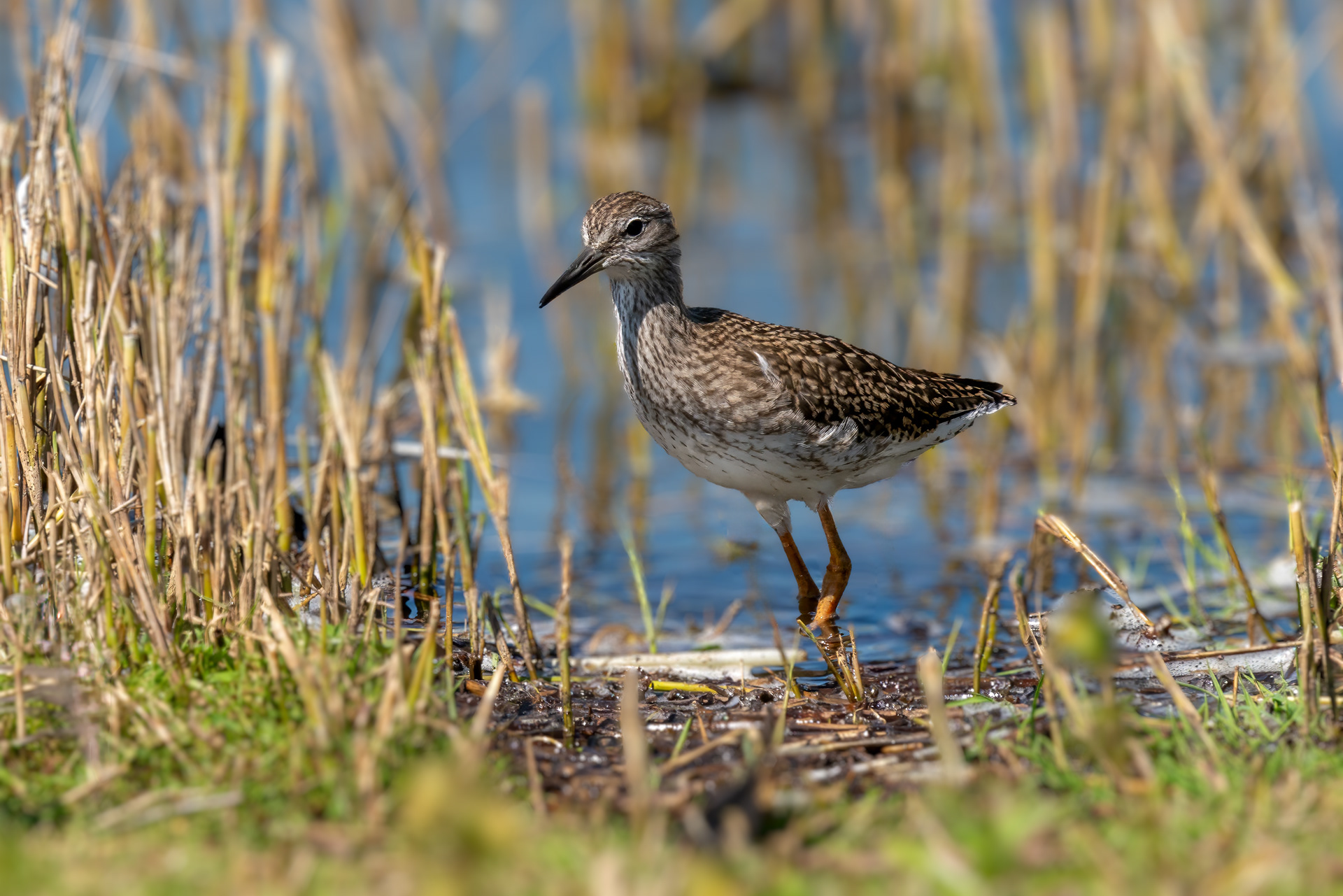 Bruchwasserläufer, Brutkleid