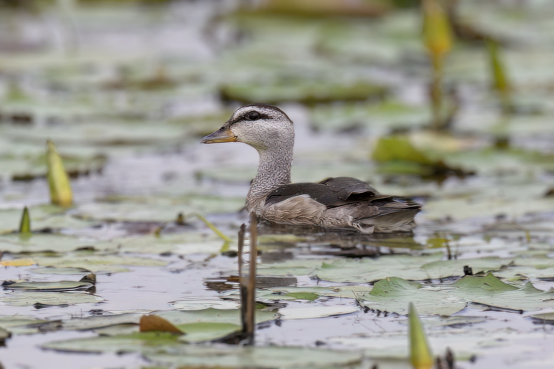 Koromandelzwergente (female) / cotton pygmy goose