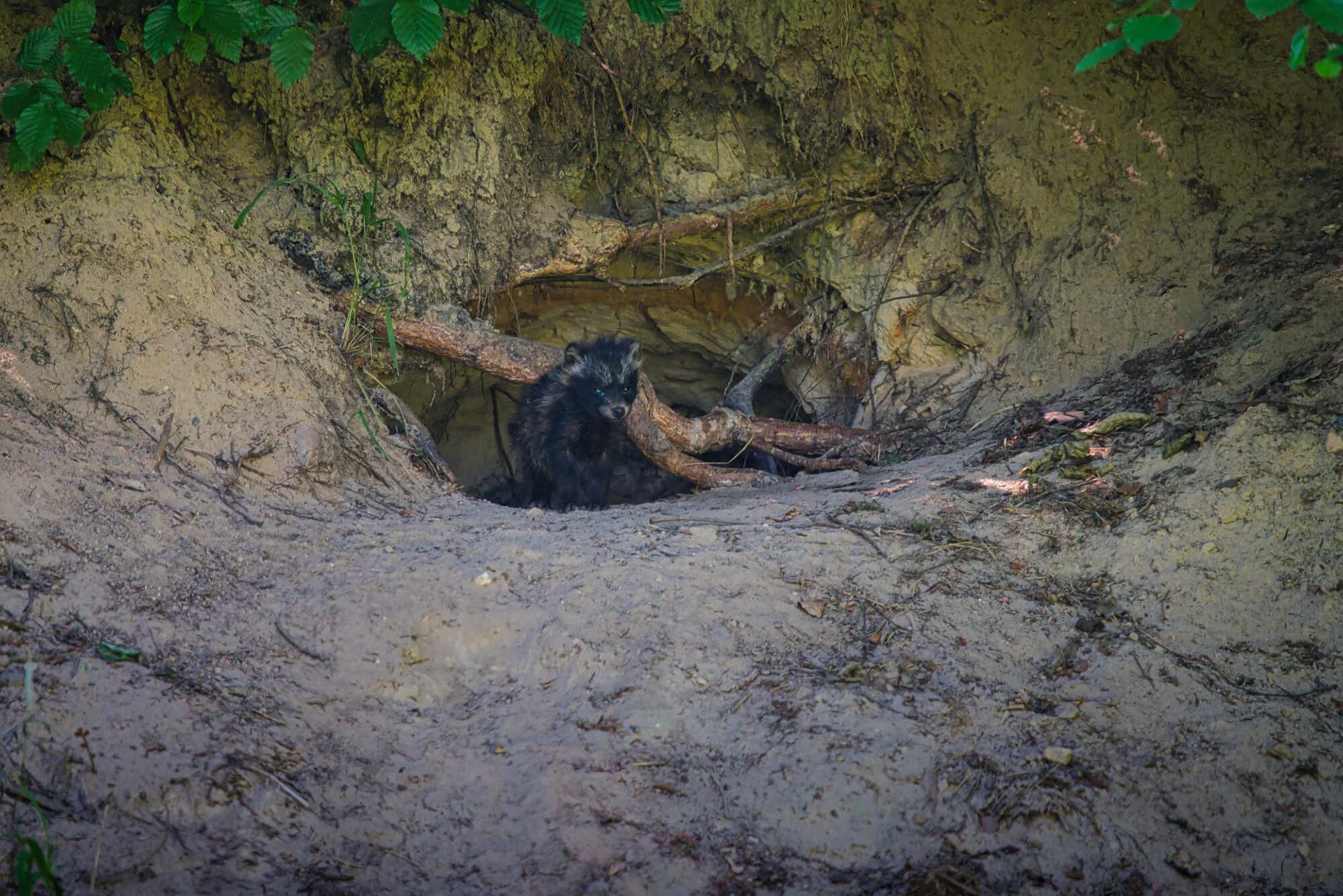 Marderhund Welpen vor dem Bau