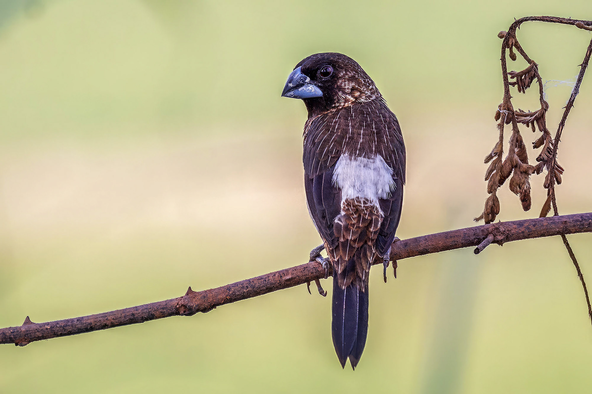 Spitzschwanz-Bronzemännchen