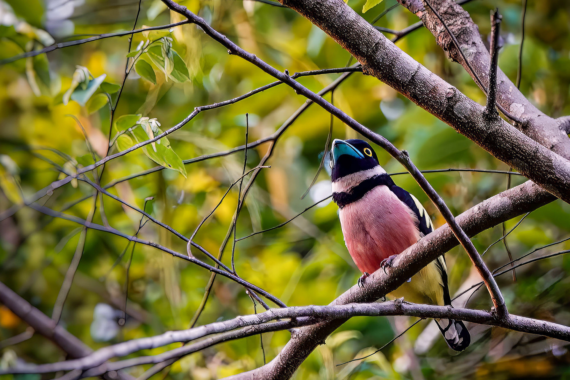 male
