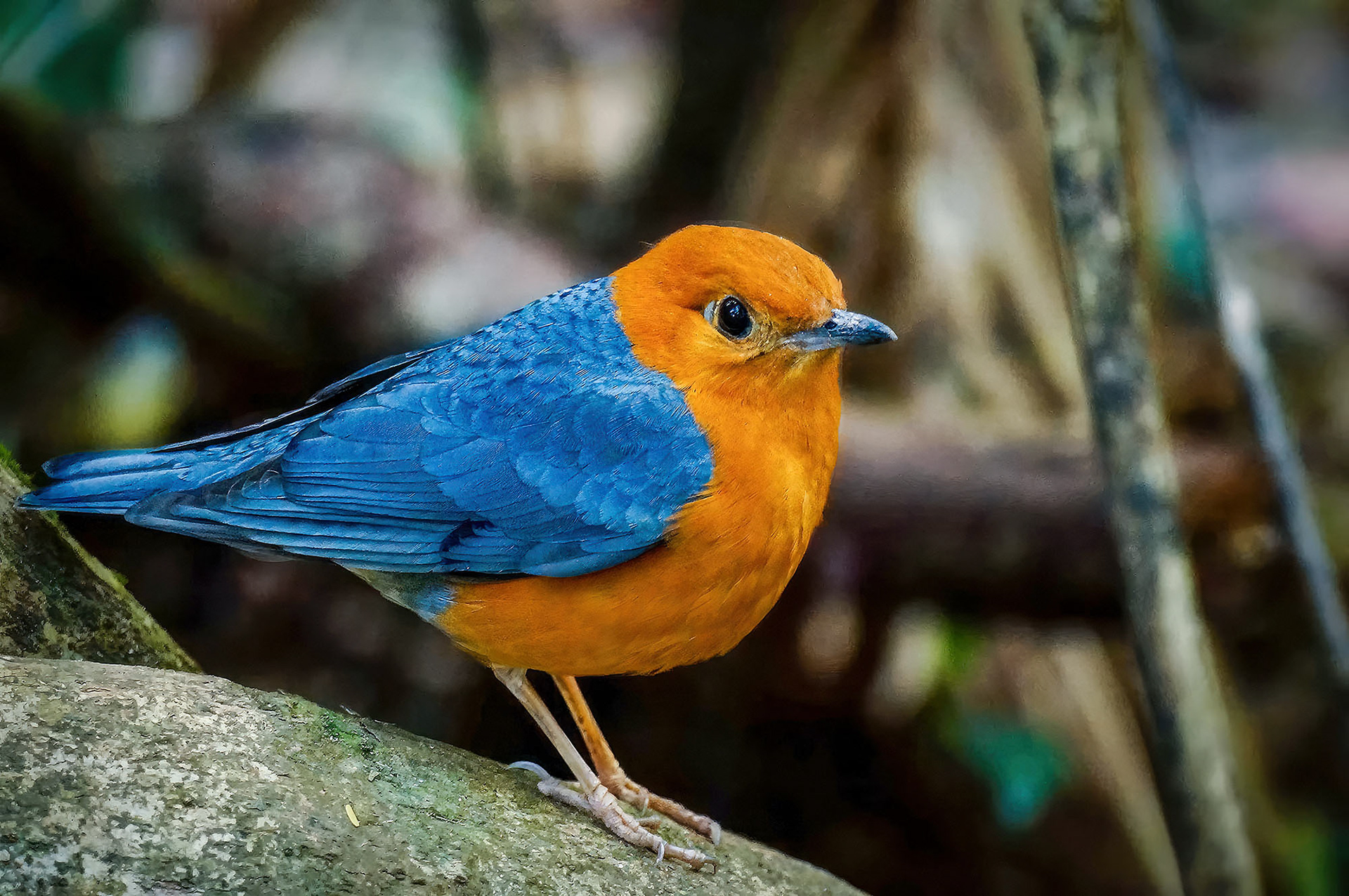 Damadrossel (M) / Orange-headed Thrush