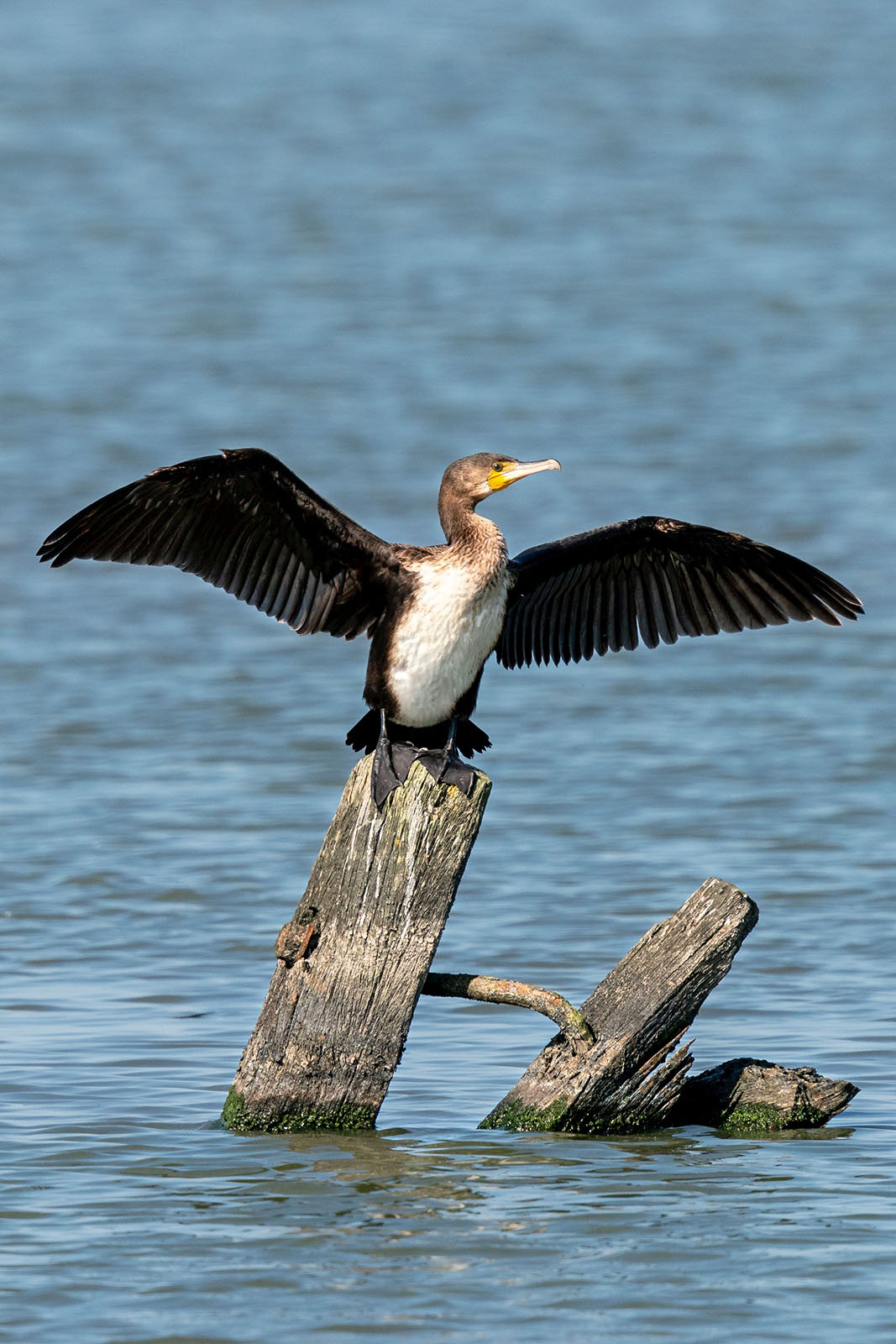 Kormoran trocknet seine Flügel
