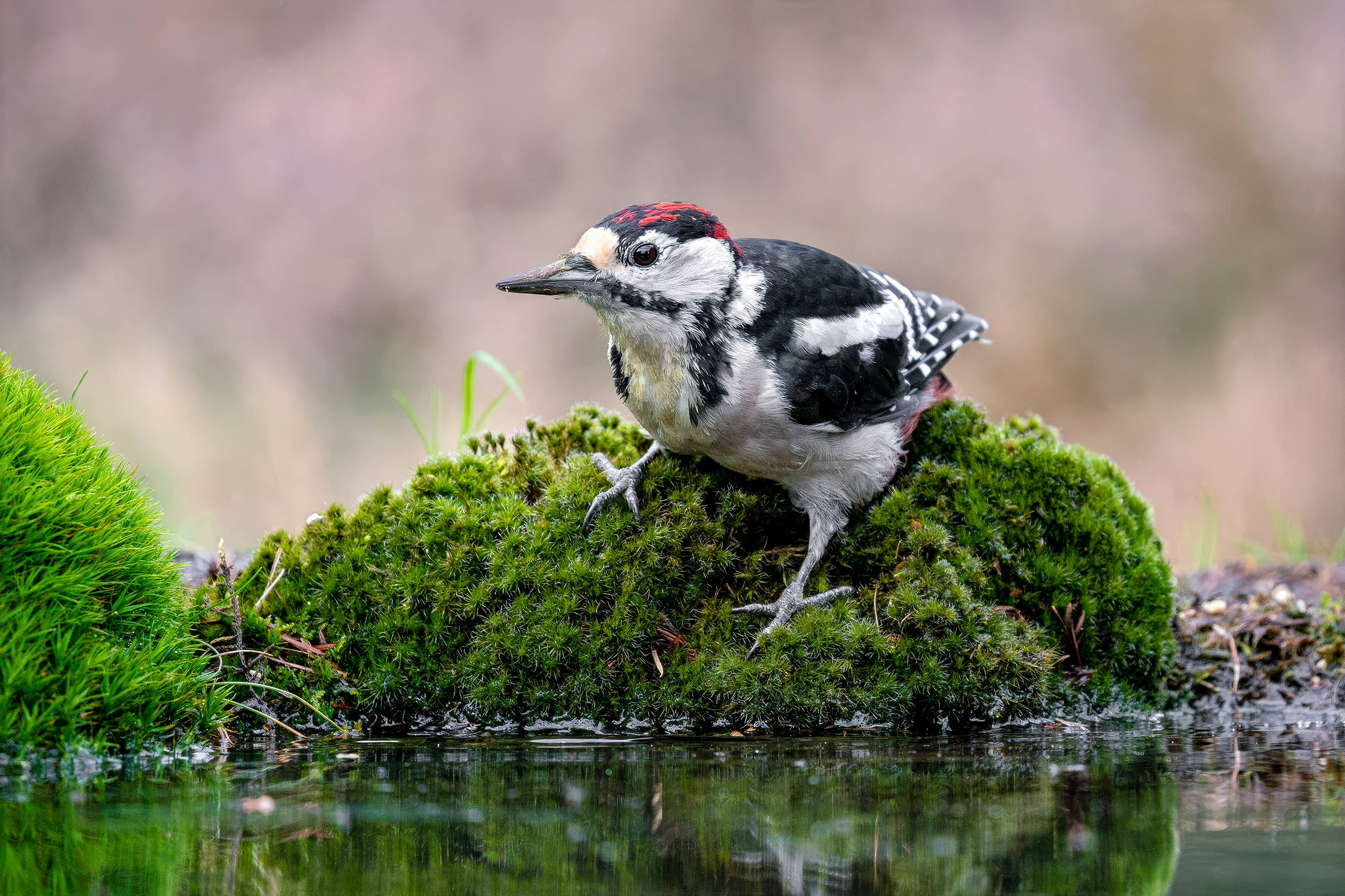 juvenile