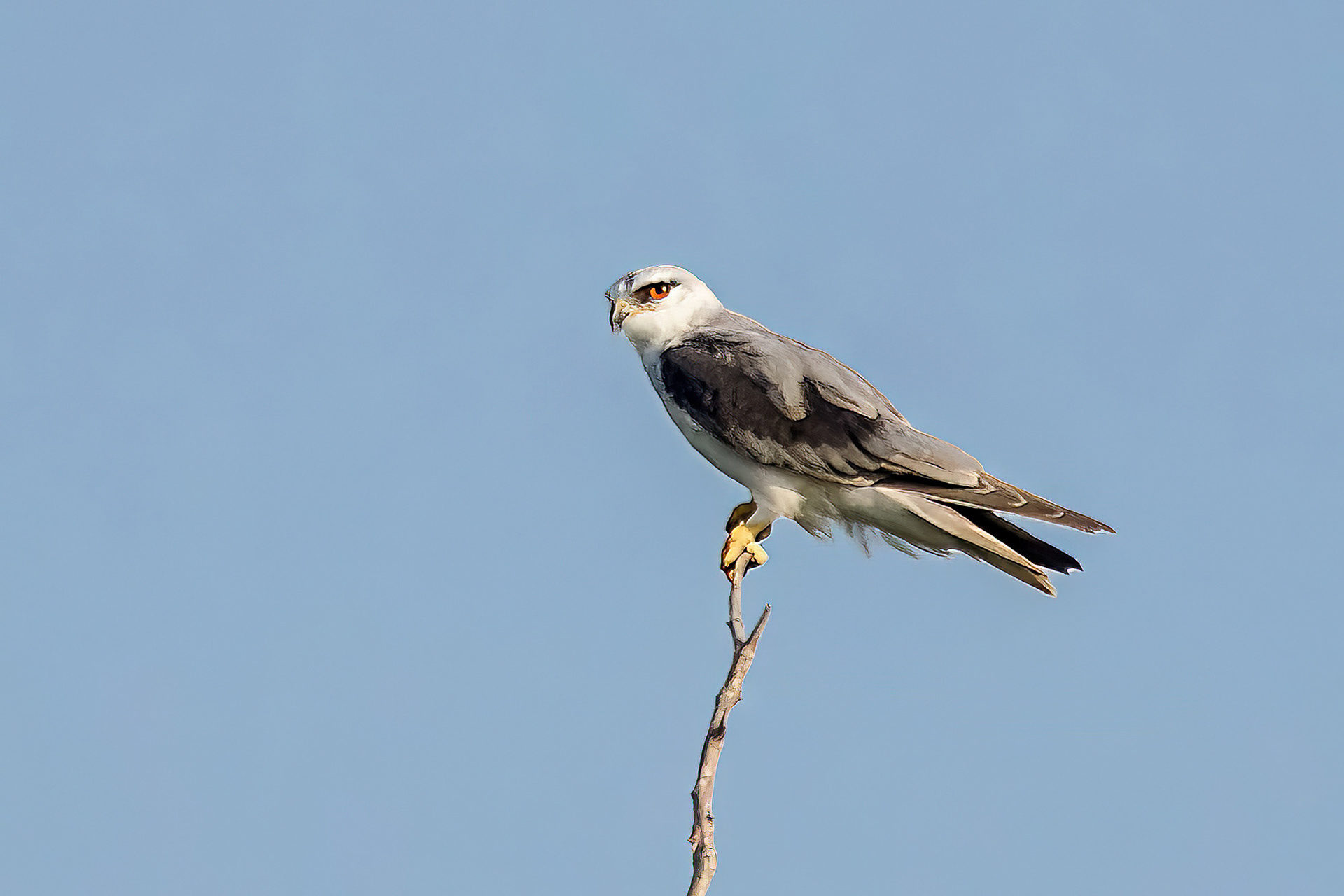 Gleitaar / Black-winged Kite