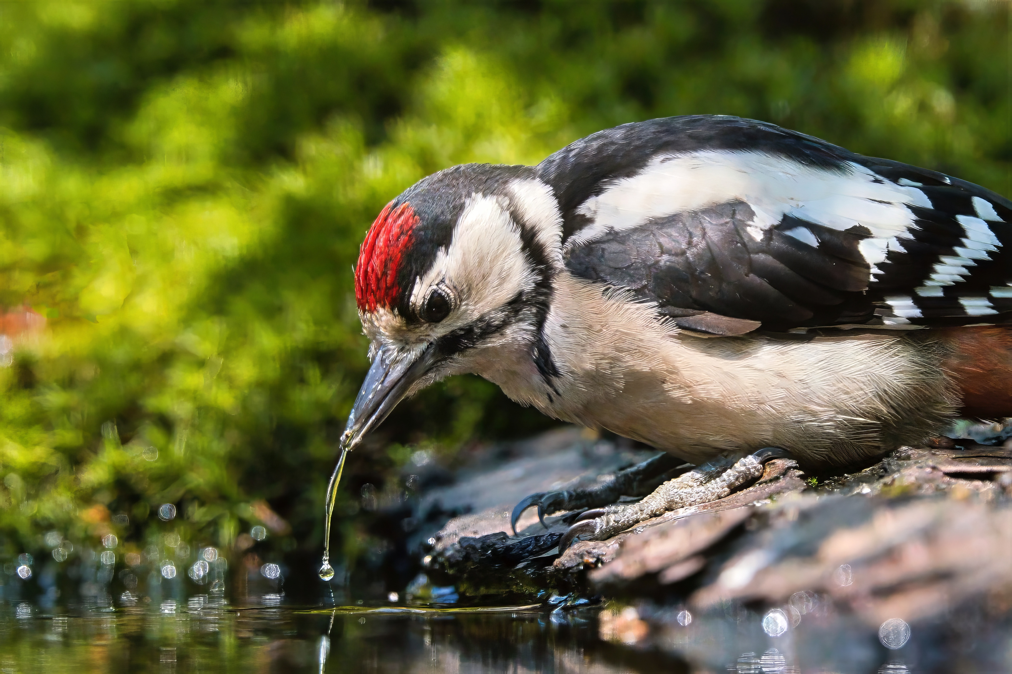 juvenile
