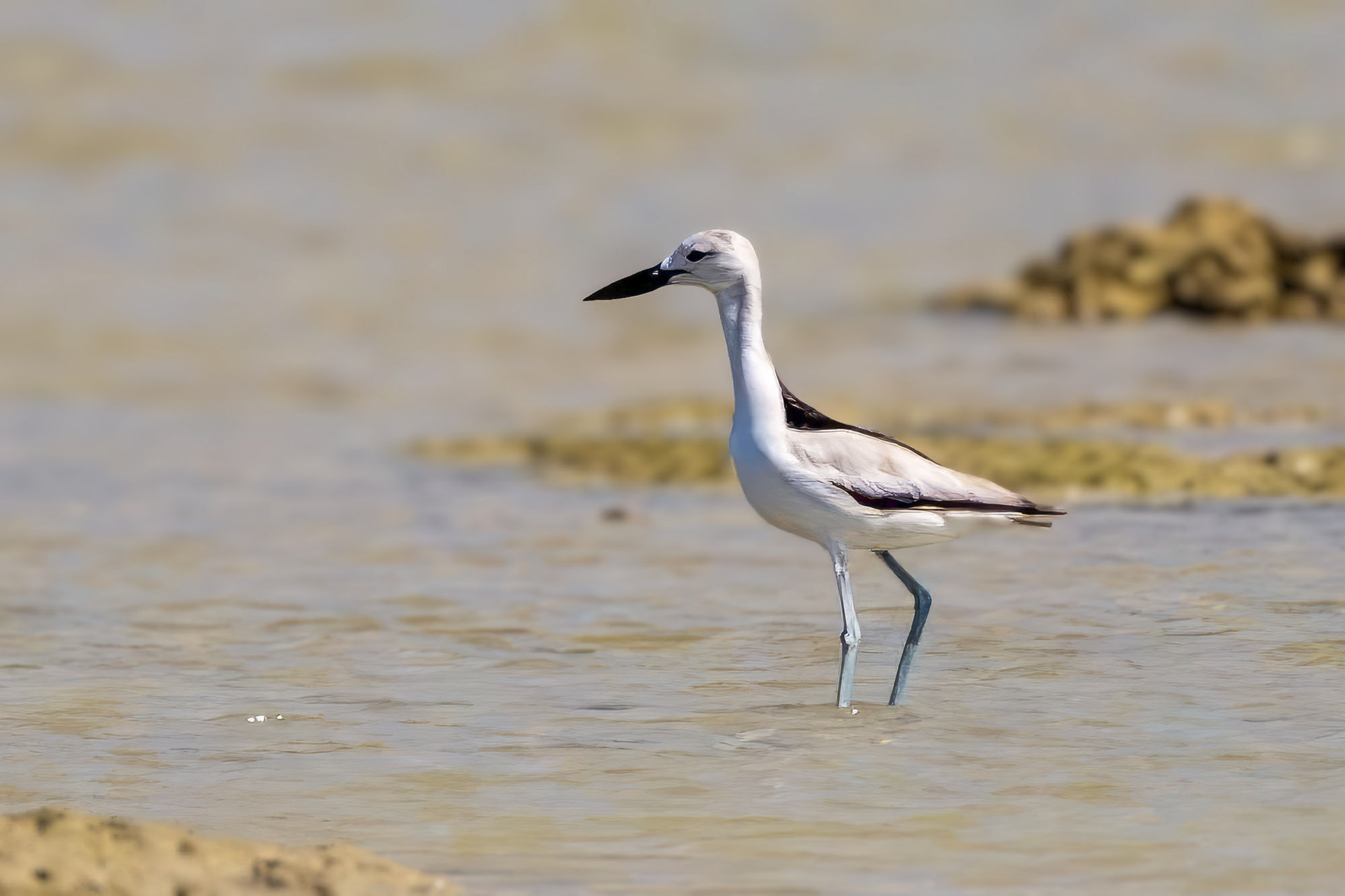 Reiherläufer / crab-plover