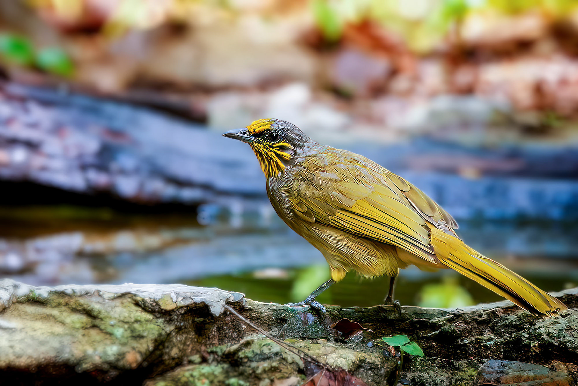 Streifenkehlbülbül