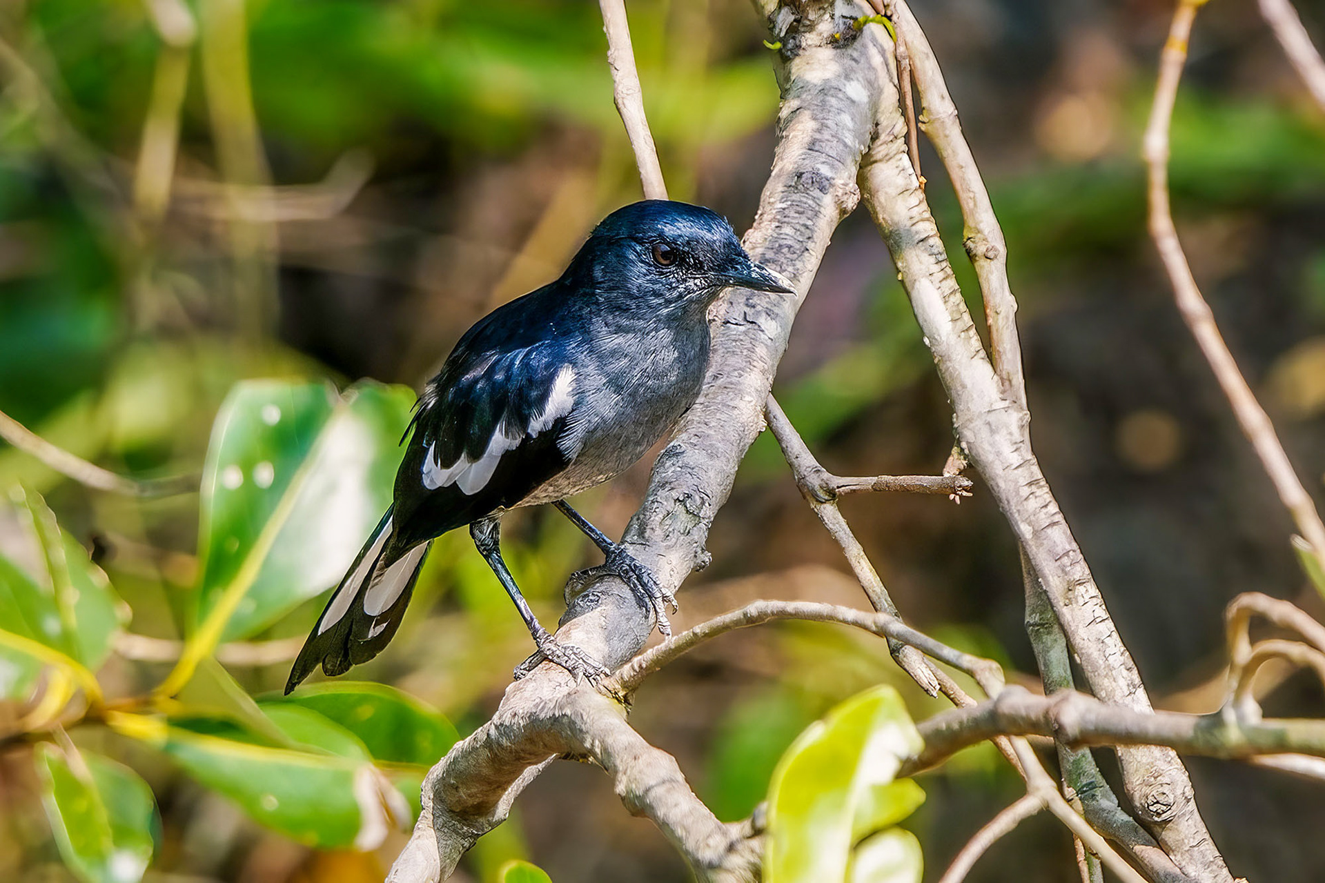 Dajalschama (immature)