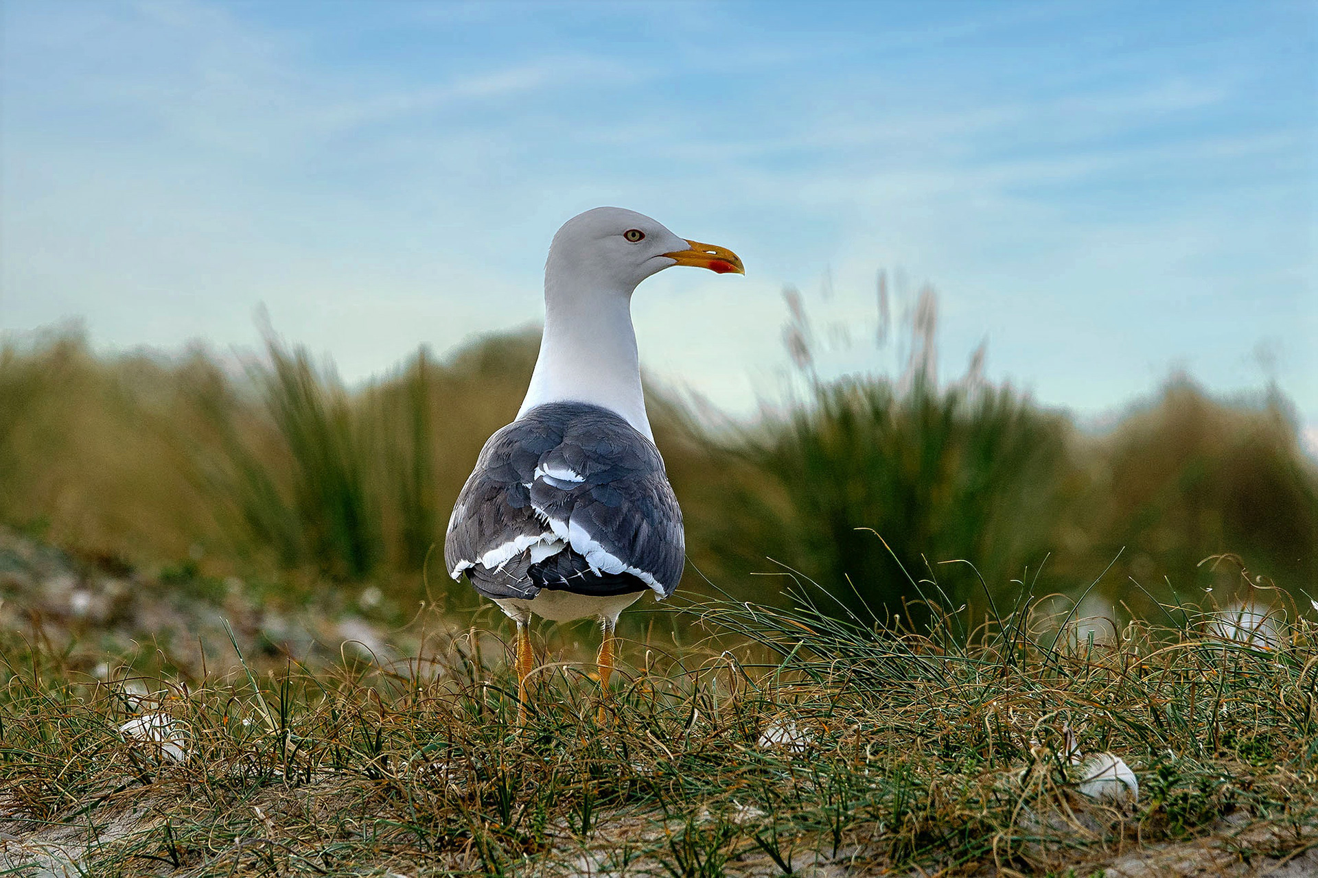 Heringsmöwe