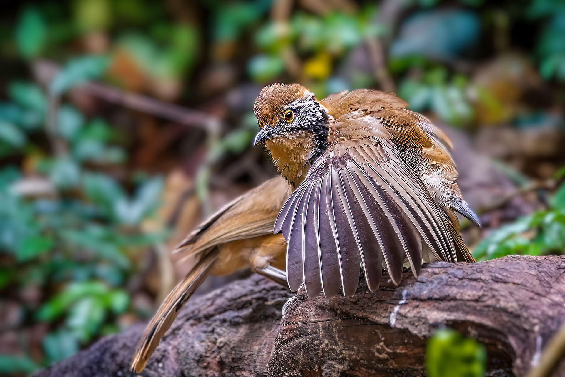 Brustbandhäherling / Greater Necklaced Laughingthrush