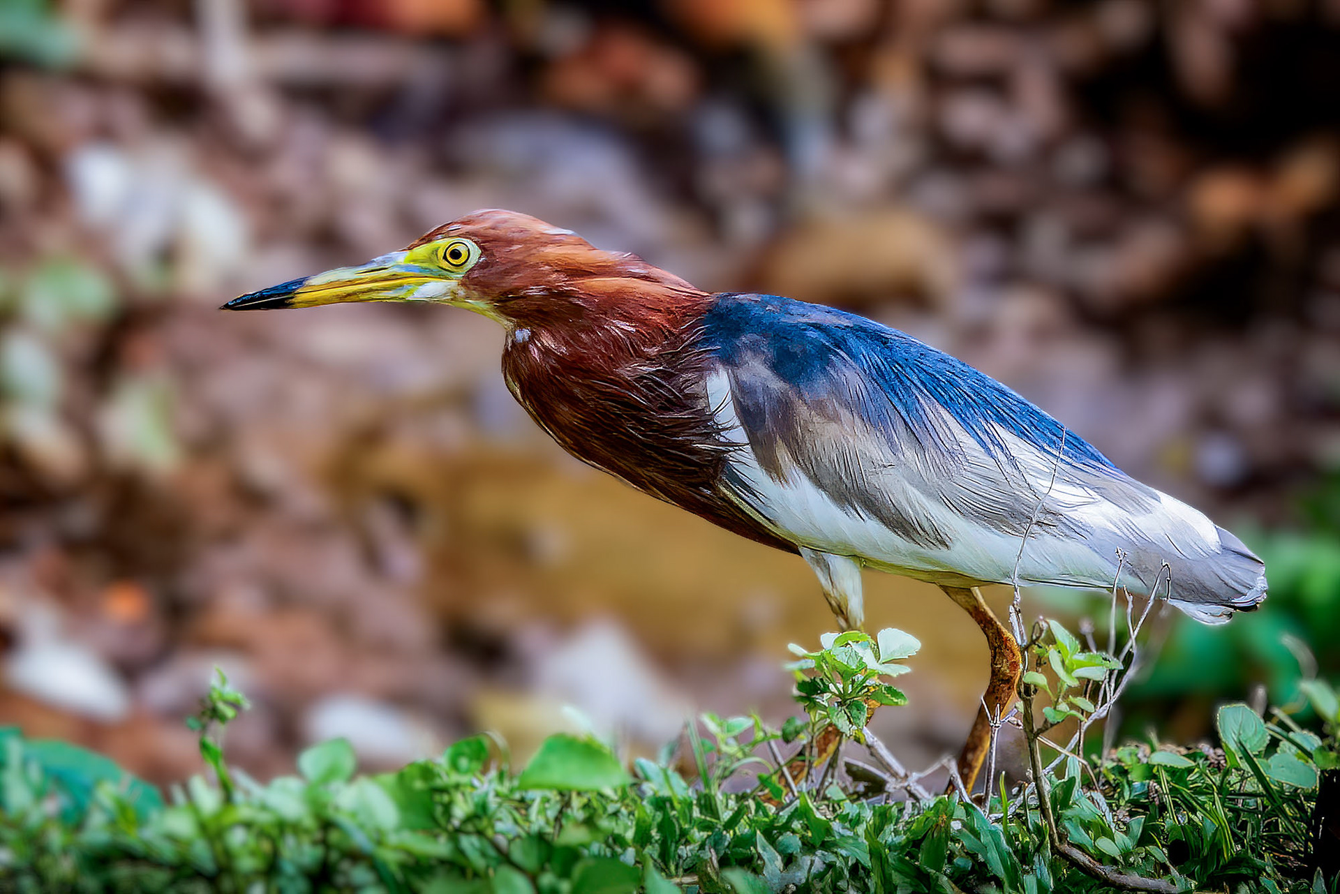 Bacchusreiher im Brutkleid / Chinese pond heron
