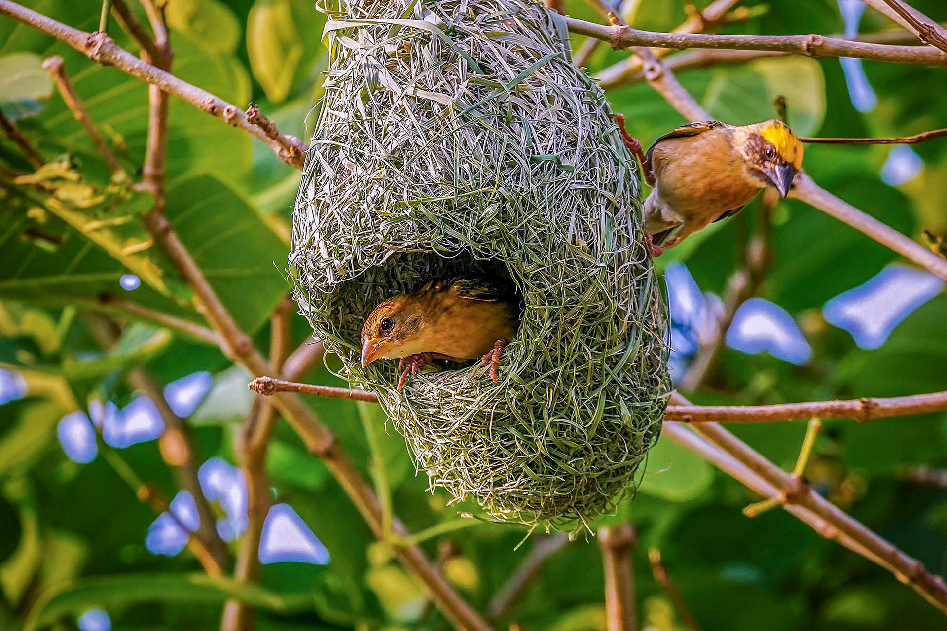 Ein Weibchen inspiziert das Nest
