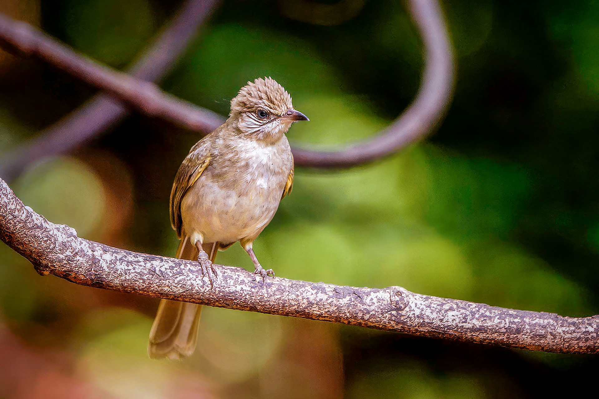 Strichelwangenbülbül