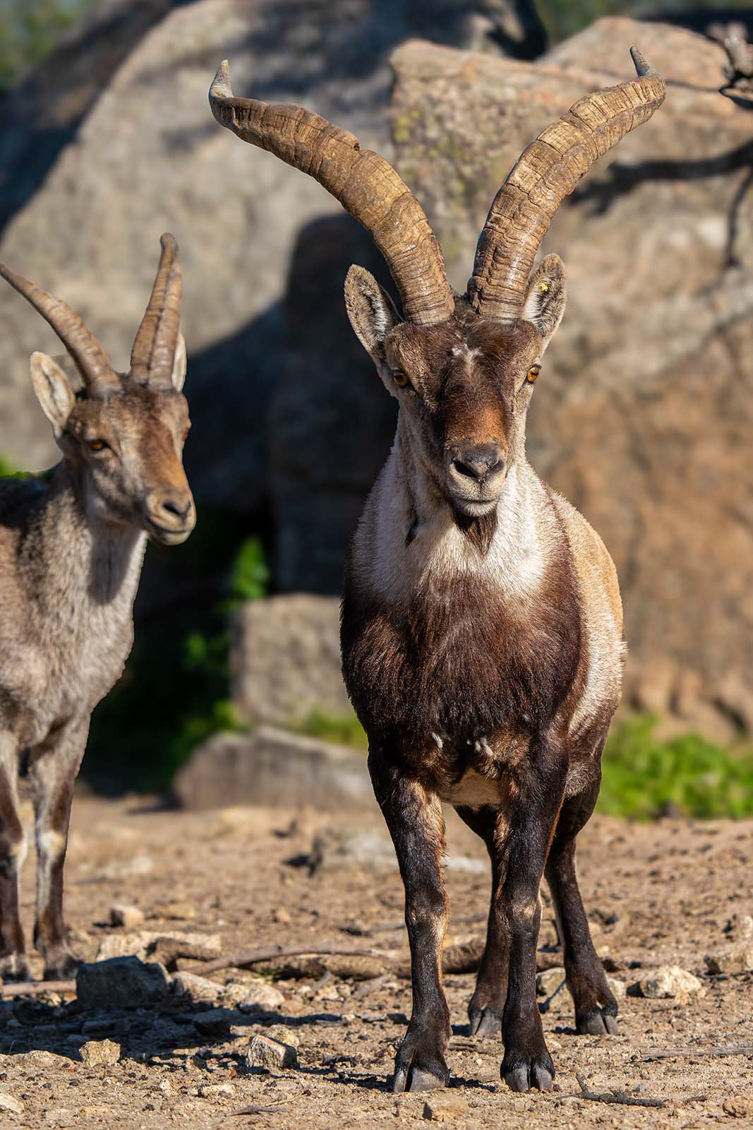 Iberischer Steinbock