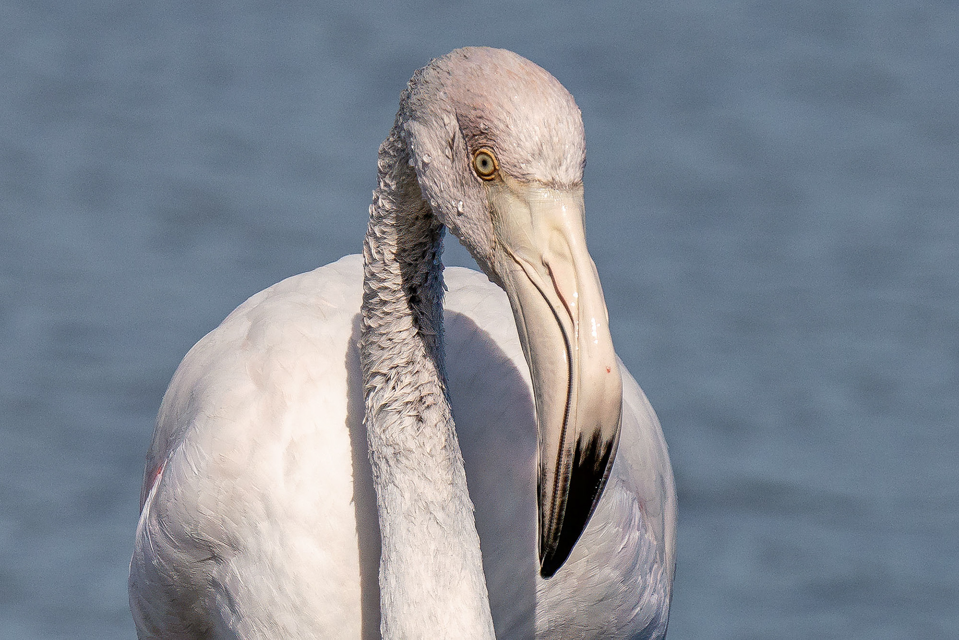 Juvenile