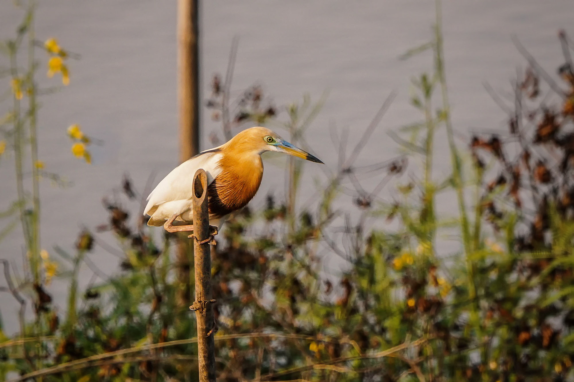Prachtreiher im Brutkleid / Javan pond heron