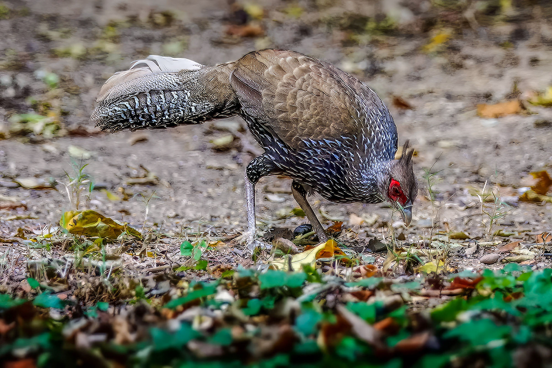 female