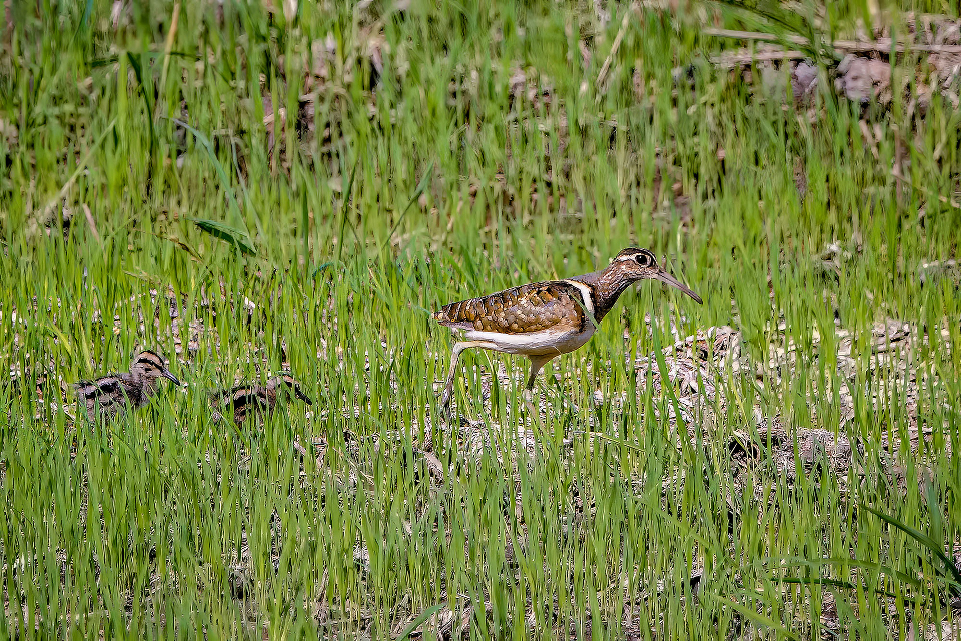 Goldschnepfe (male mit Küken) / greater painted-snipe