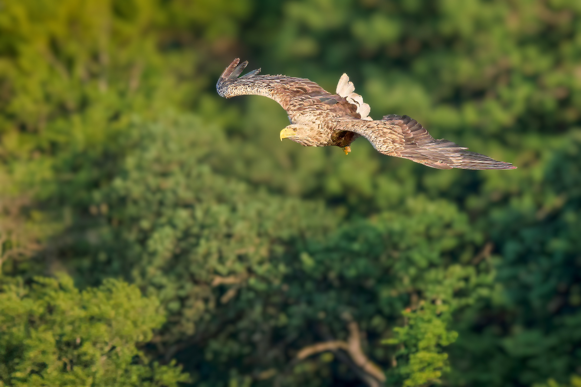 Seeadler