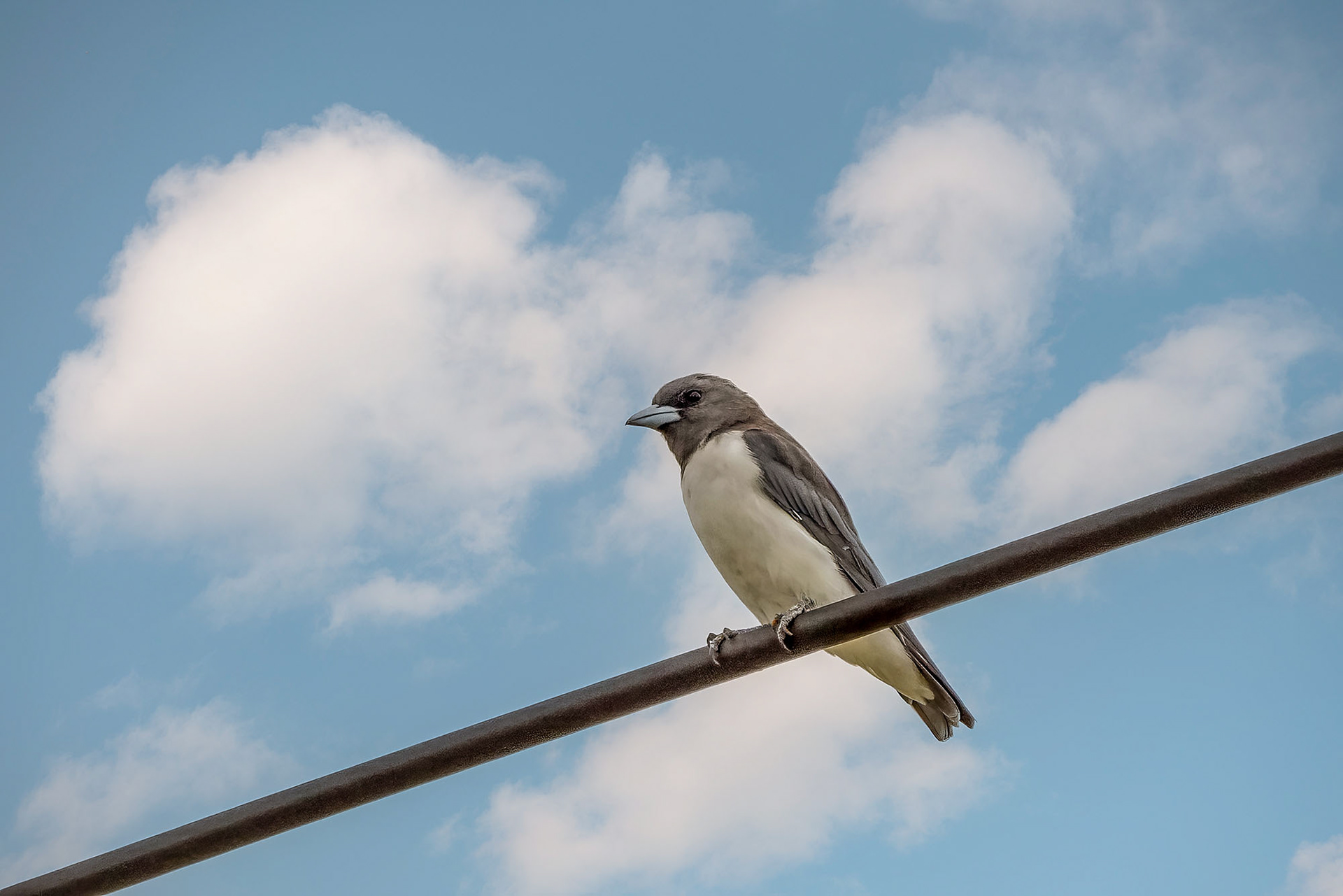 Weißbauch-Schwalbenstar