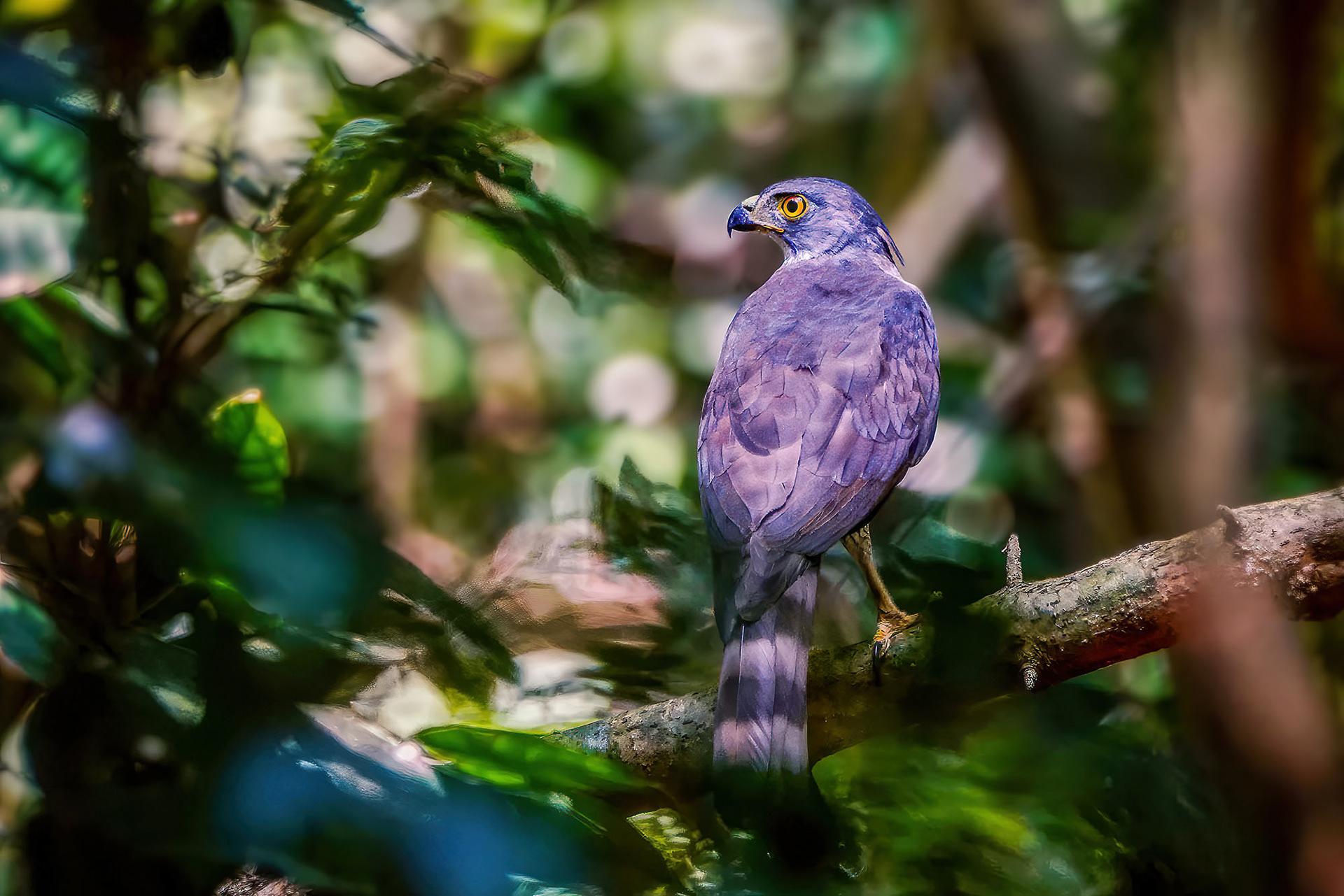 Schopfhabicht / Crested Goshawk