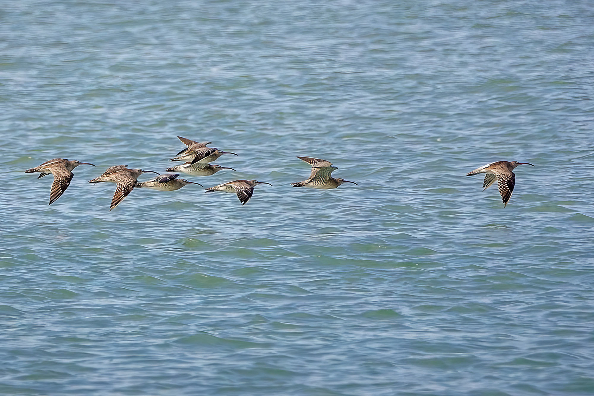 Regenbrachvogel / common whimbrel