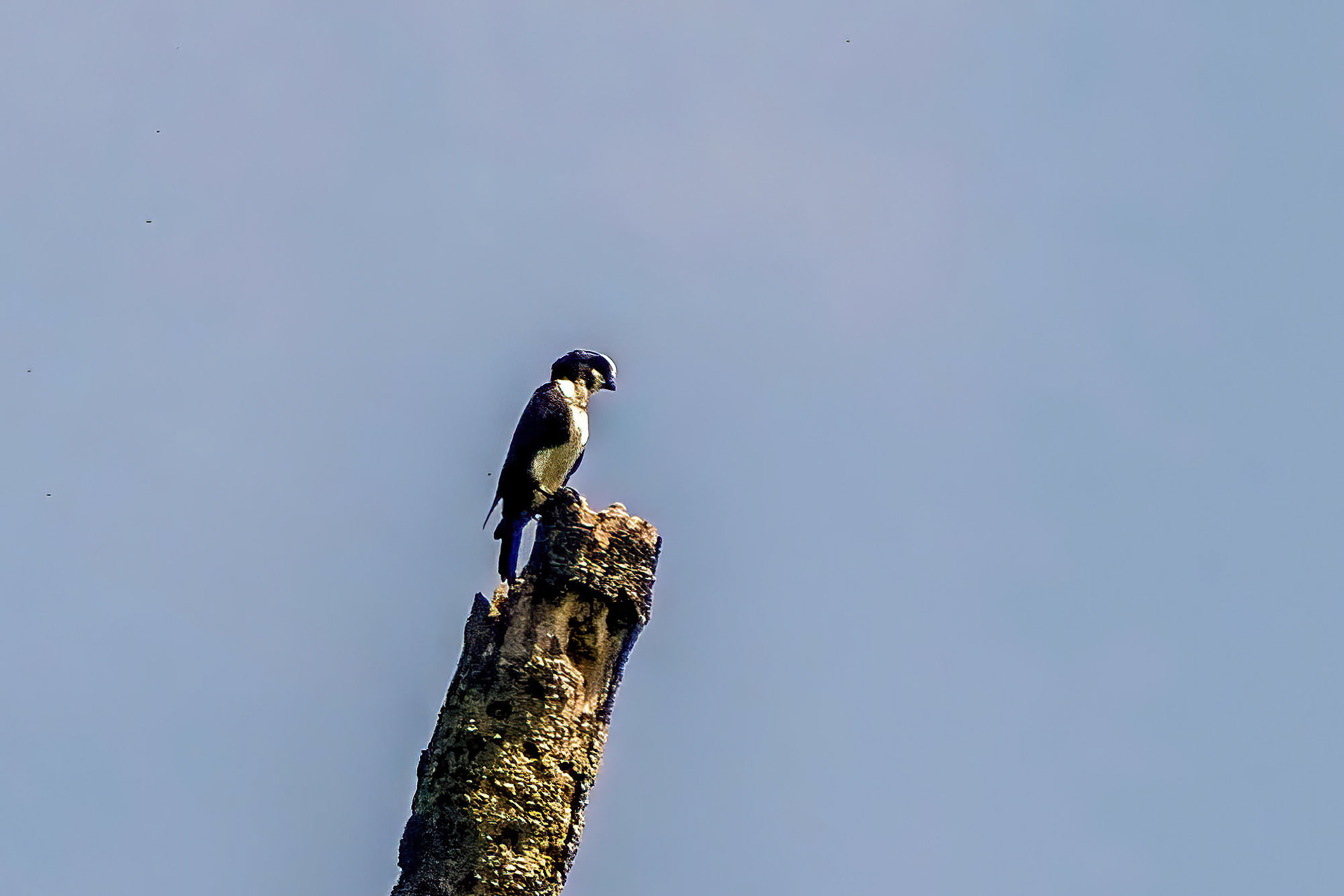 Weißscheitelfälkchen / White-fronted Falconet