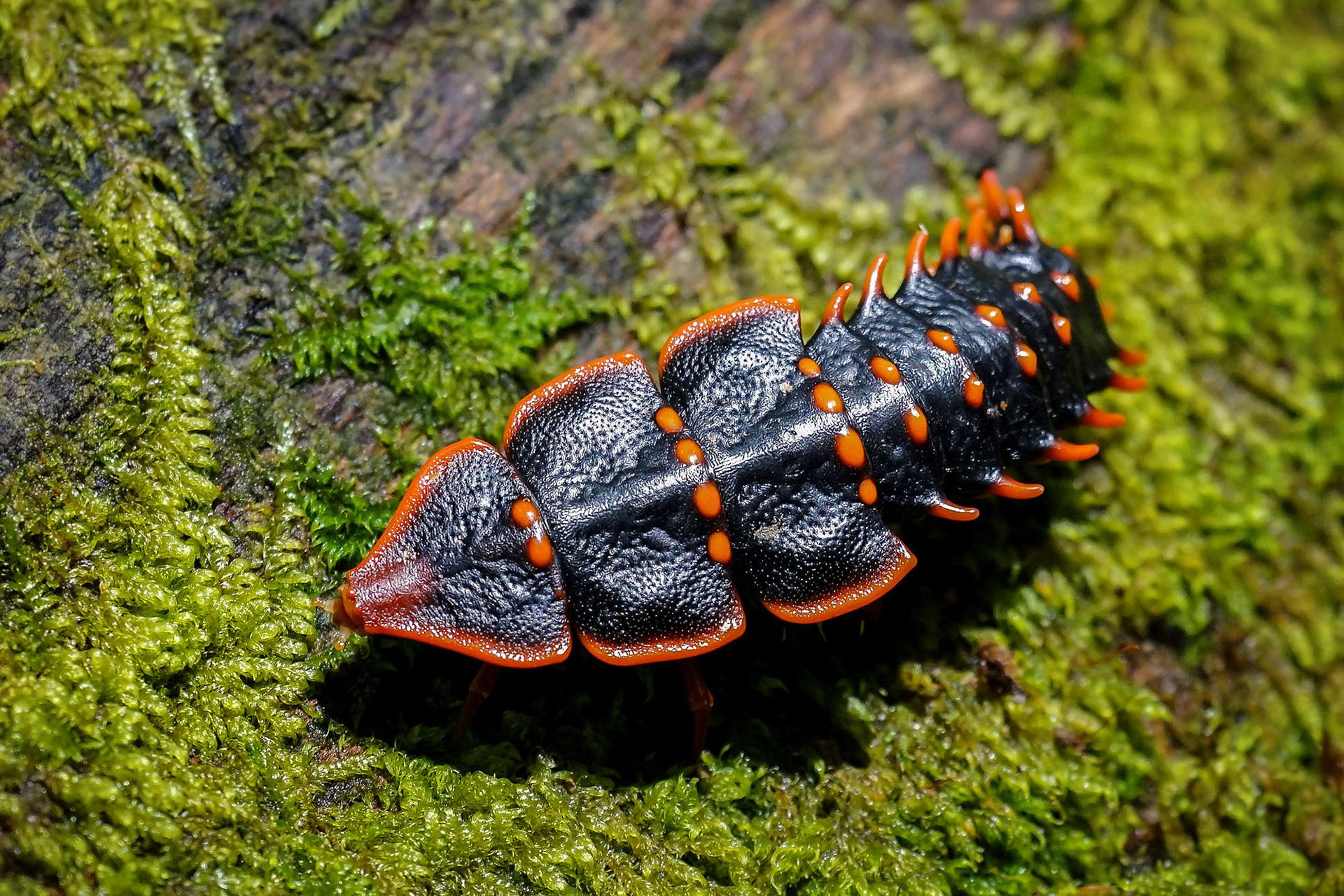 Duliticola paradoxa, auch bekannt als "Trilobitenkäfer" oder "Larvenformkäfer"