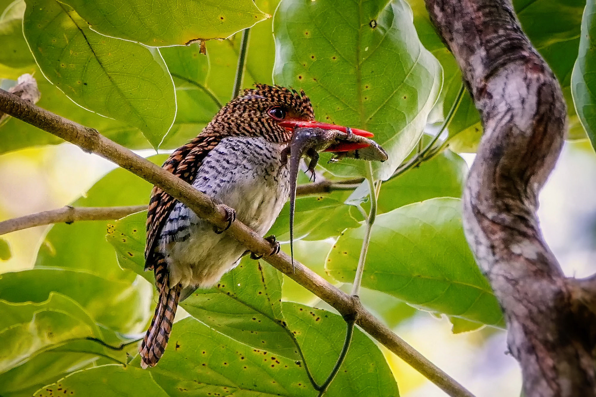 female
