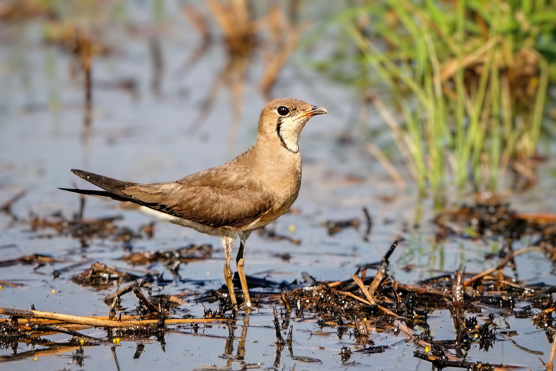 Orientbrachschwalbe /  oriental pratincole