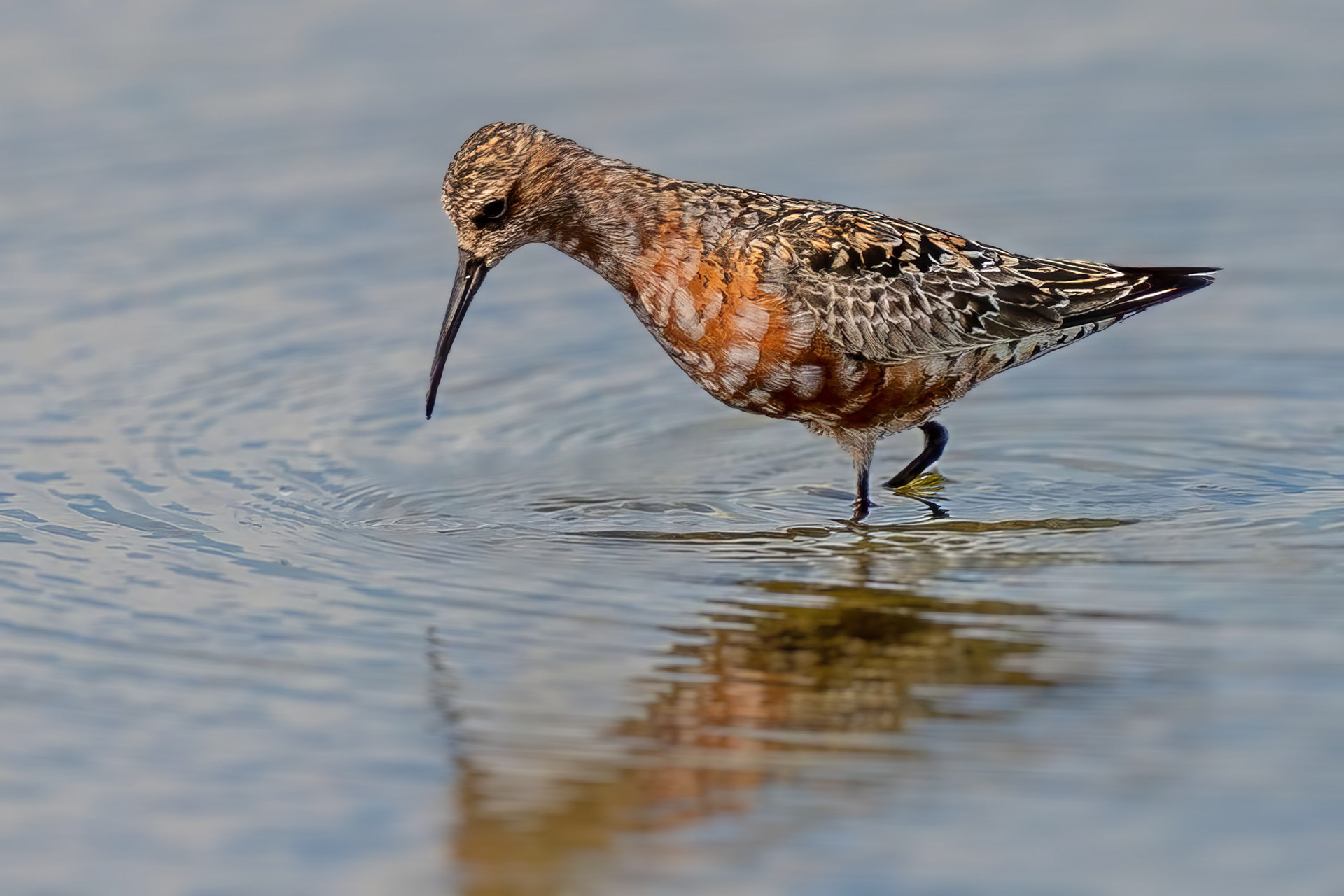Sichelstrandläufer, Brutkleid