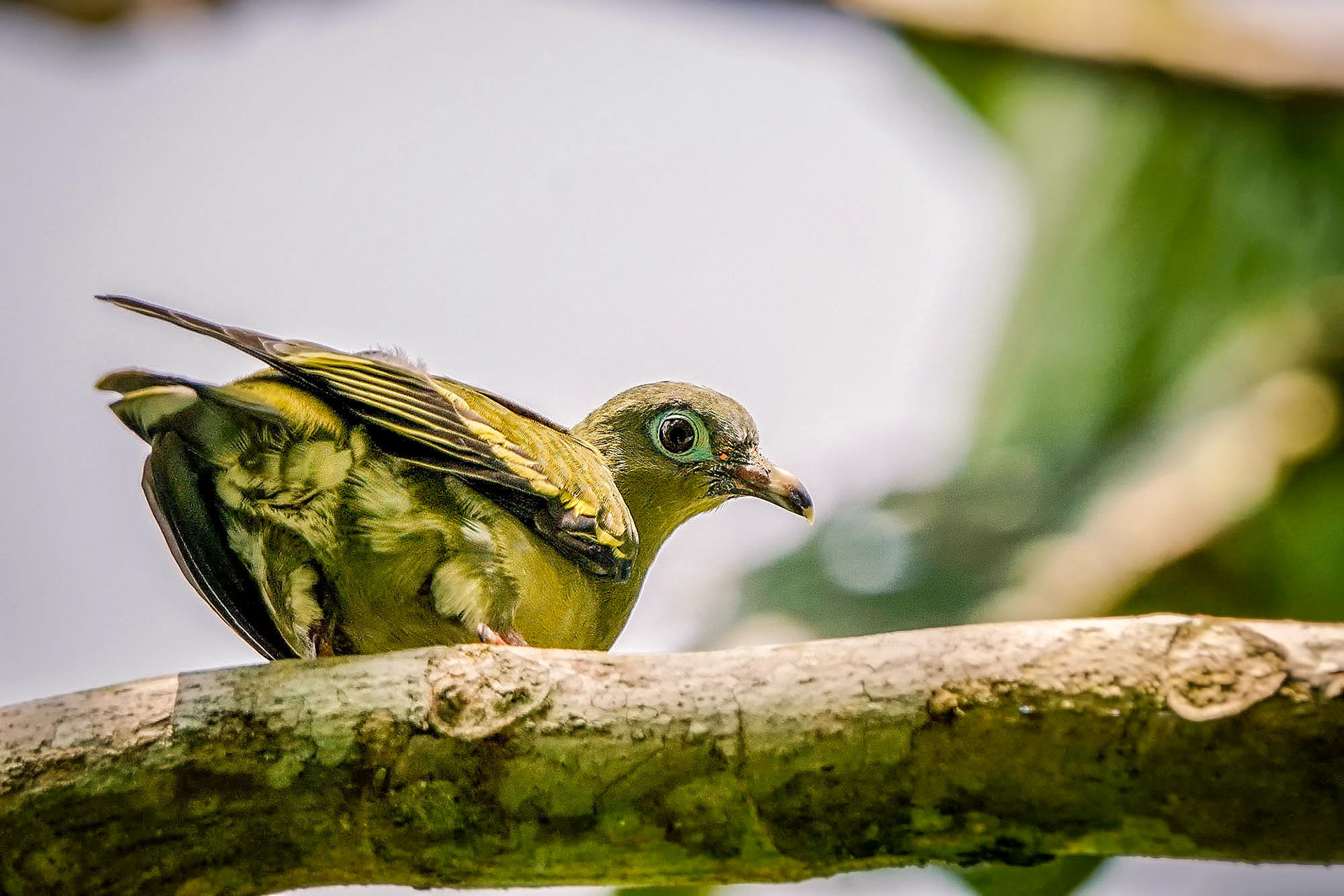 female