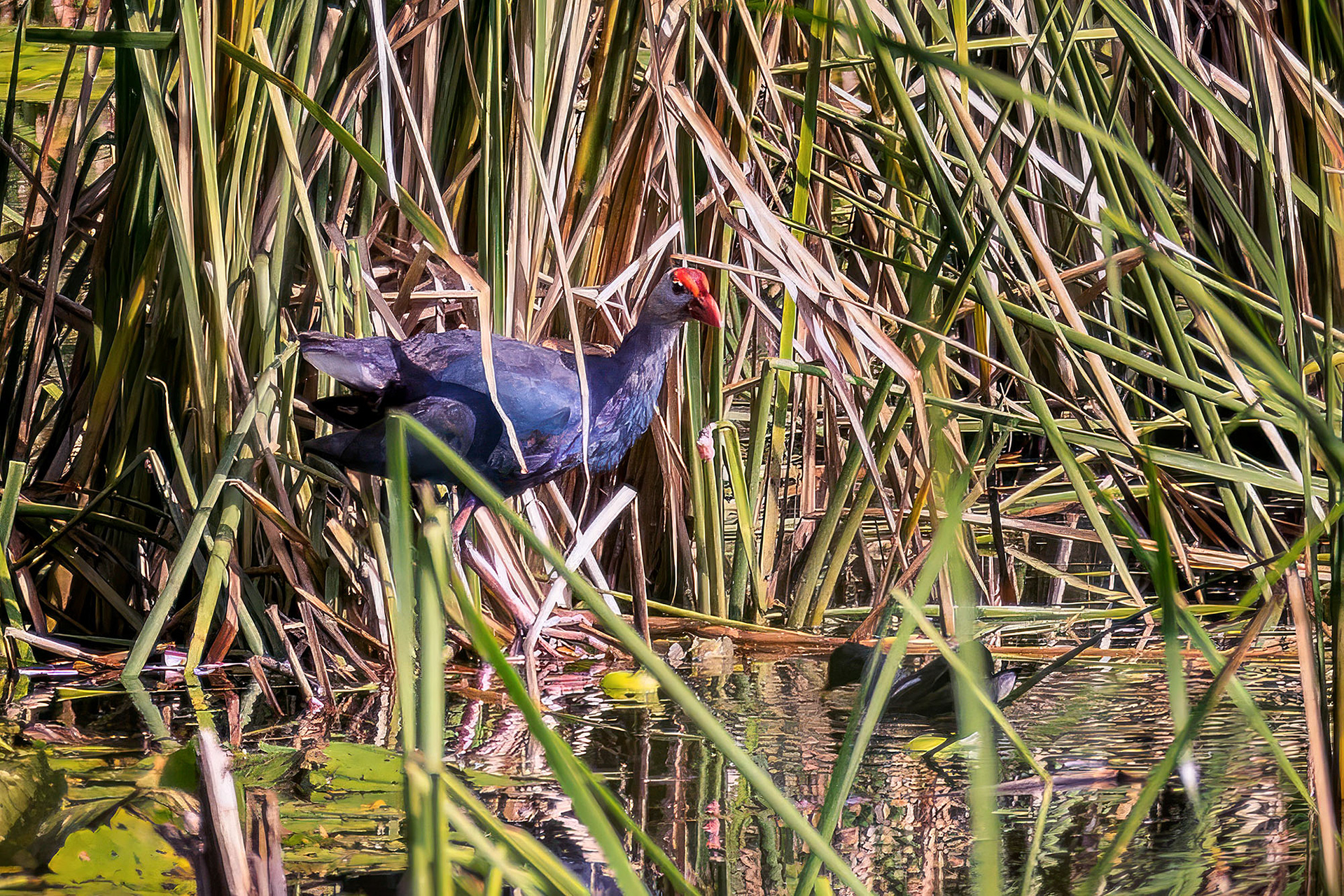 Graukopf-Purpurhuhn / grey-headed swamphen