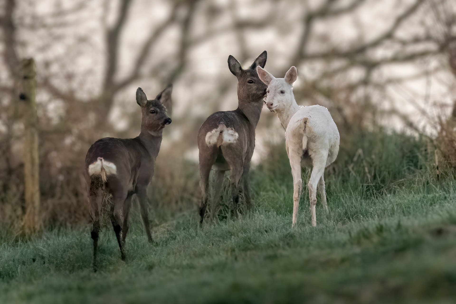 Rehfamilie mit Albino