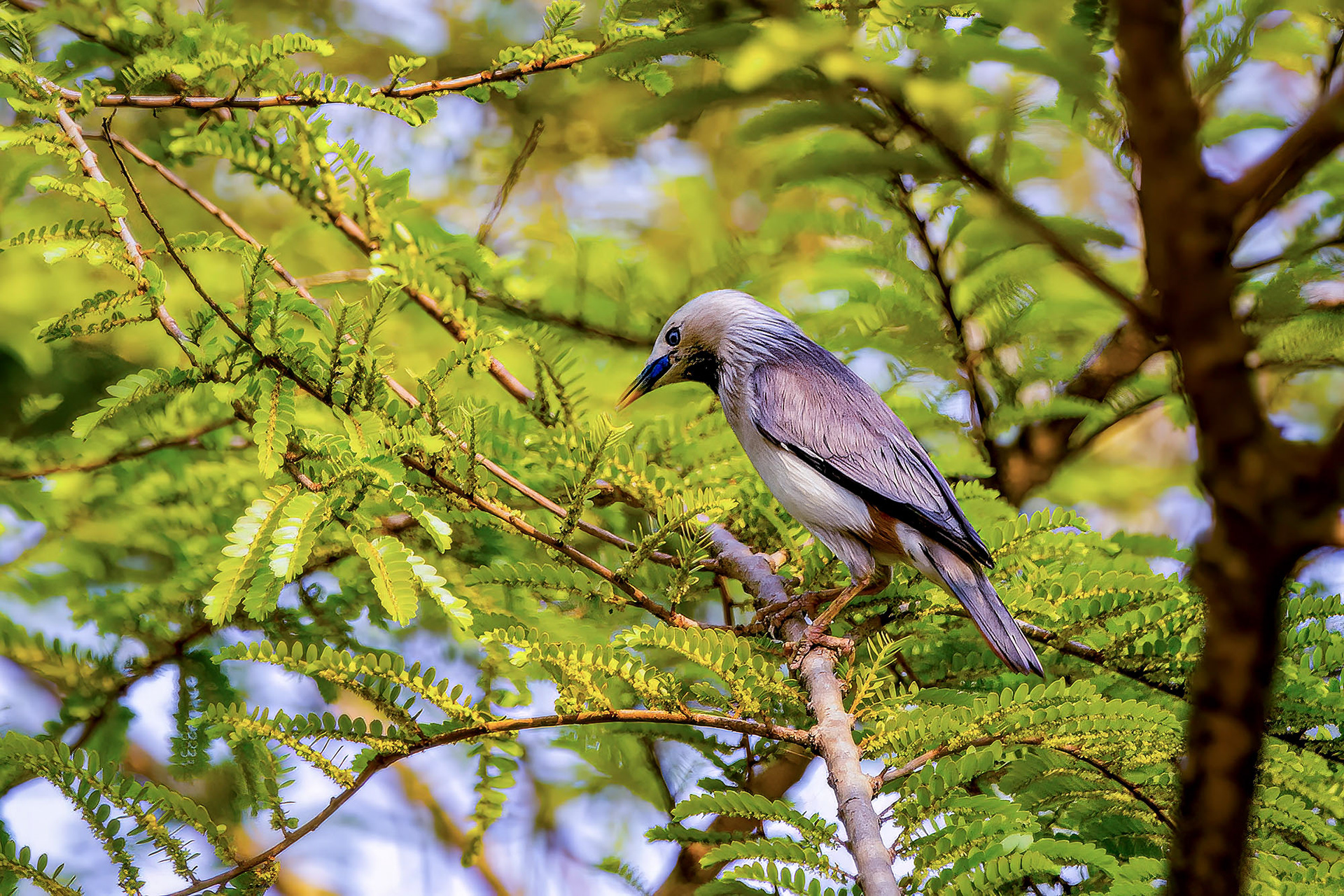 Graukopfstar / Chestnut-tailed Starling or Grey-headed Myna