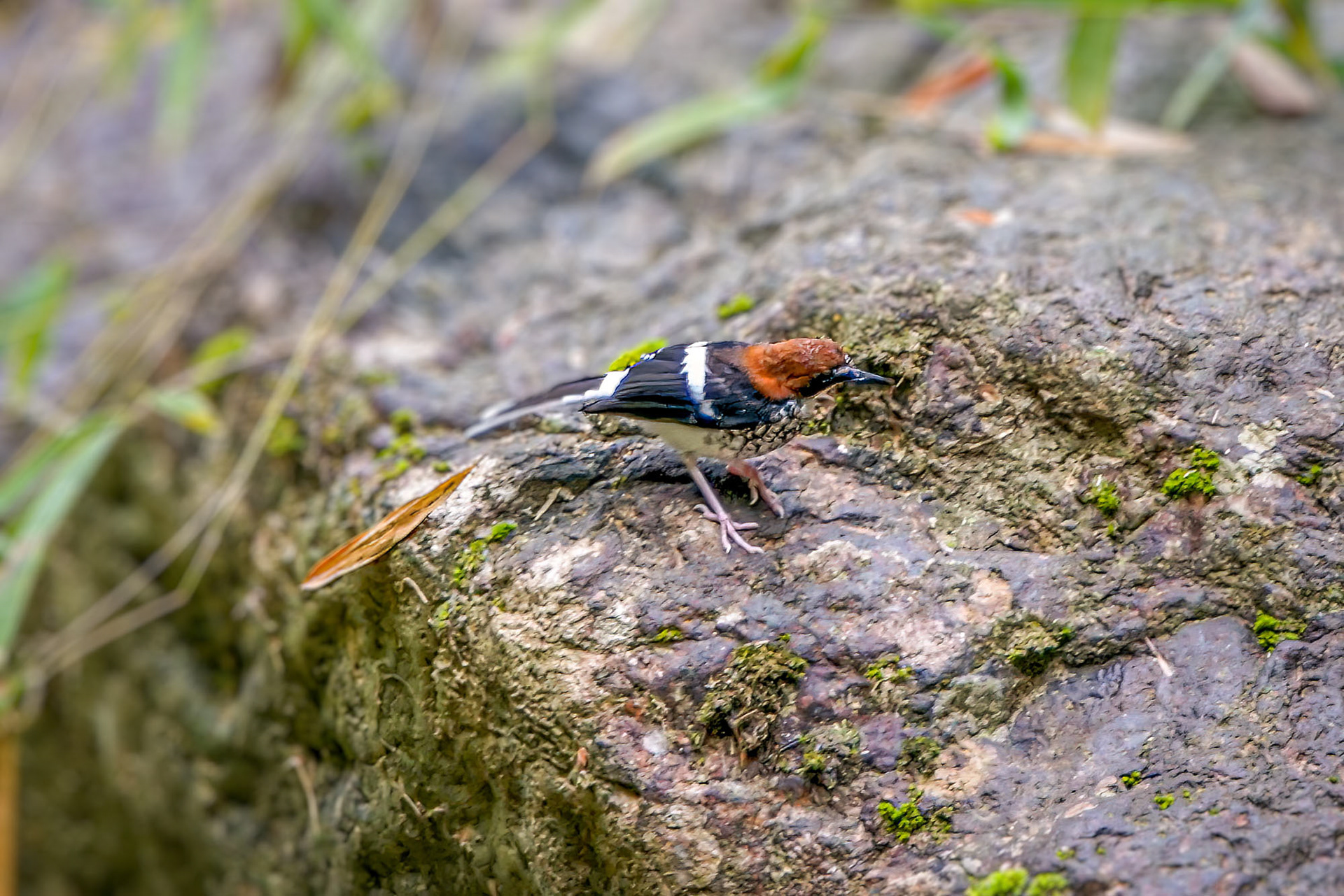 Rotkopf-Scherenschwanz / chestnut-naped forktail