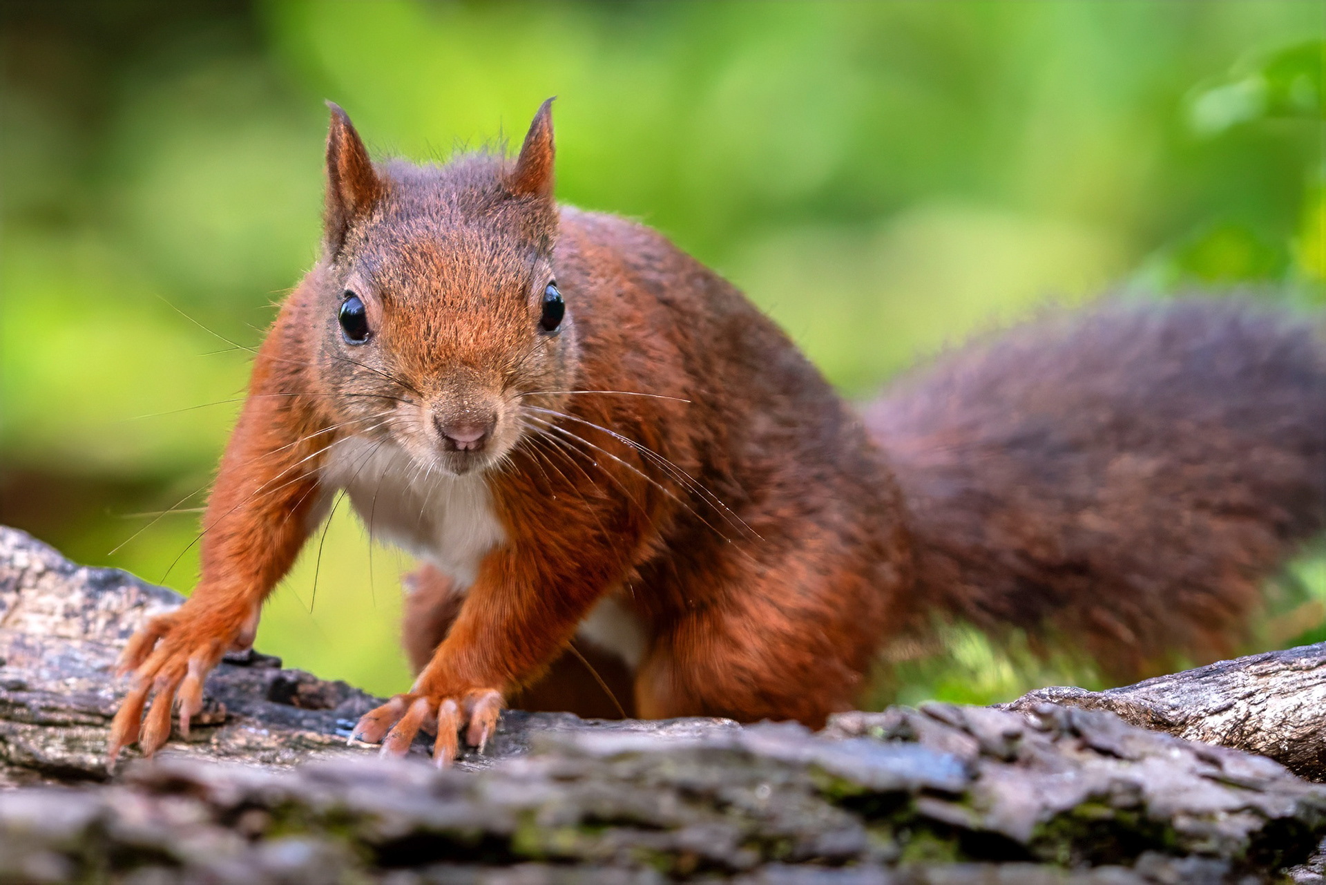 Eurasisches Eichhörnchen