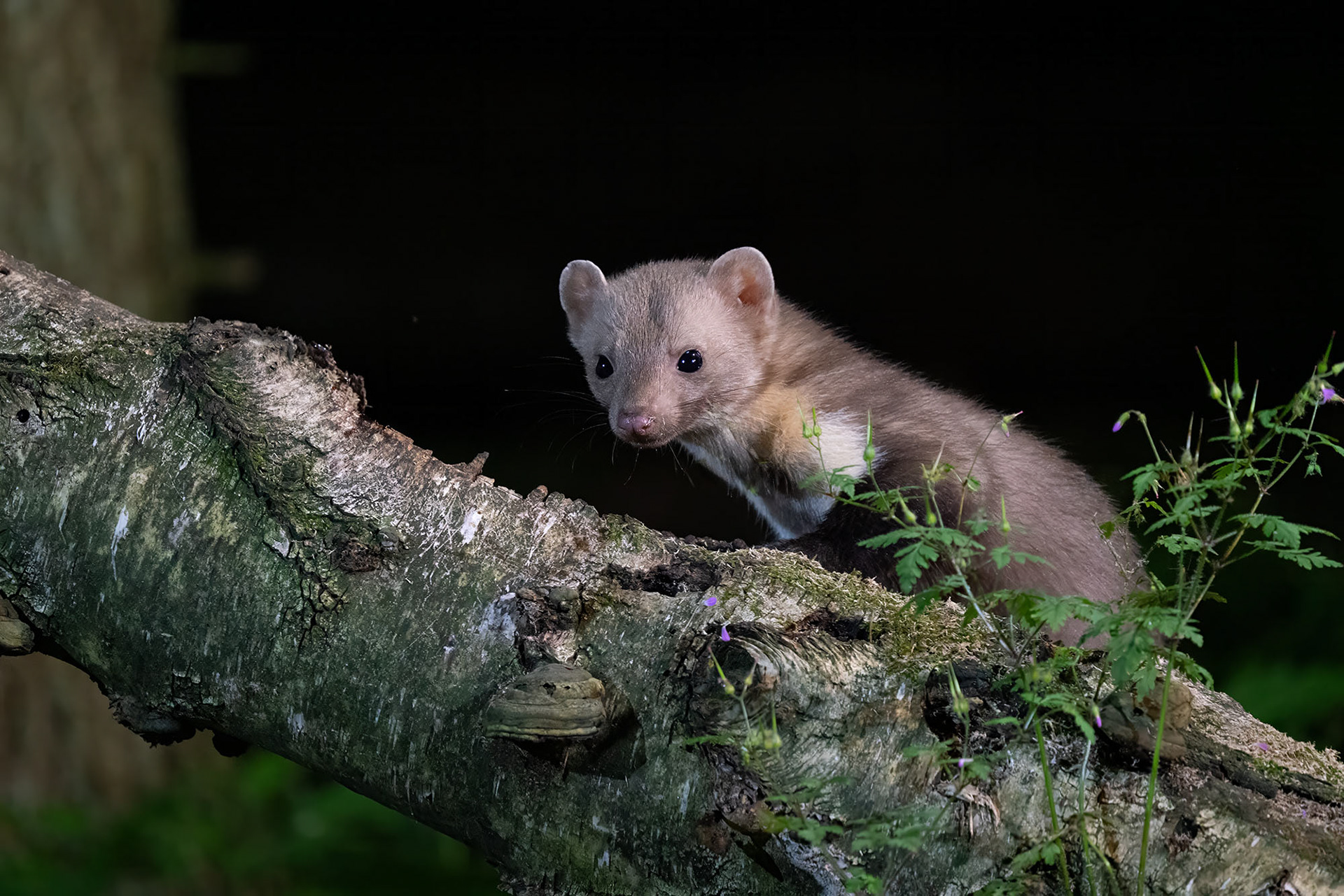 Baummarder