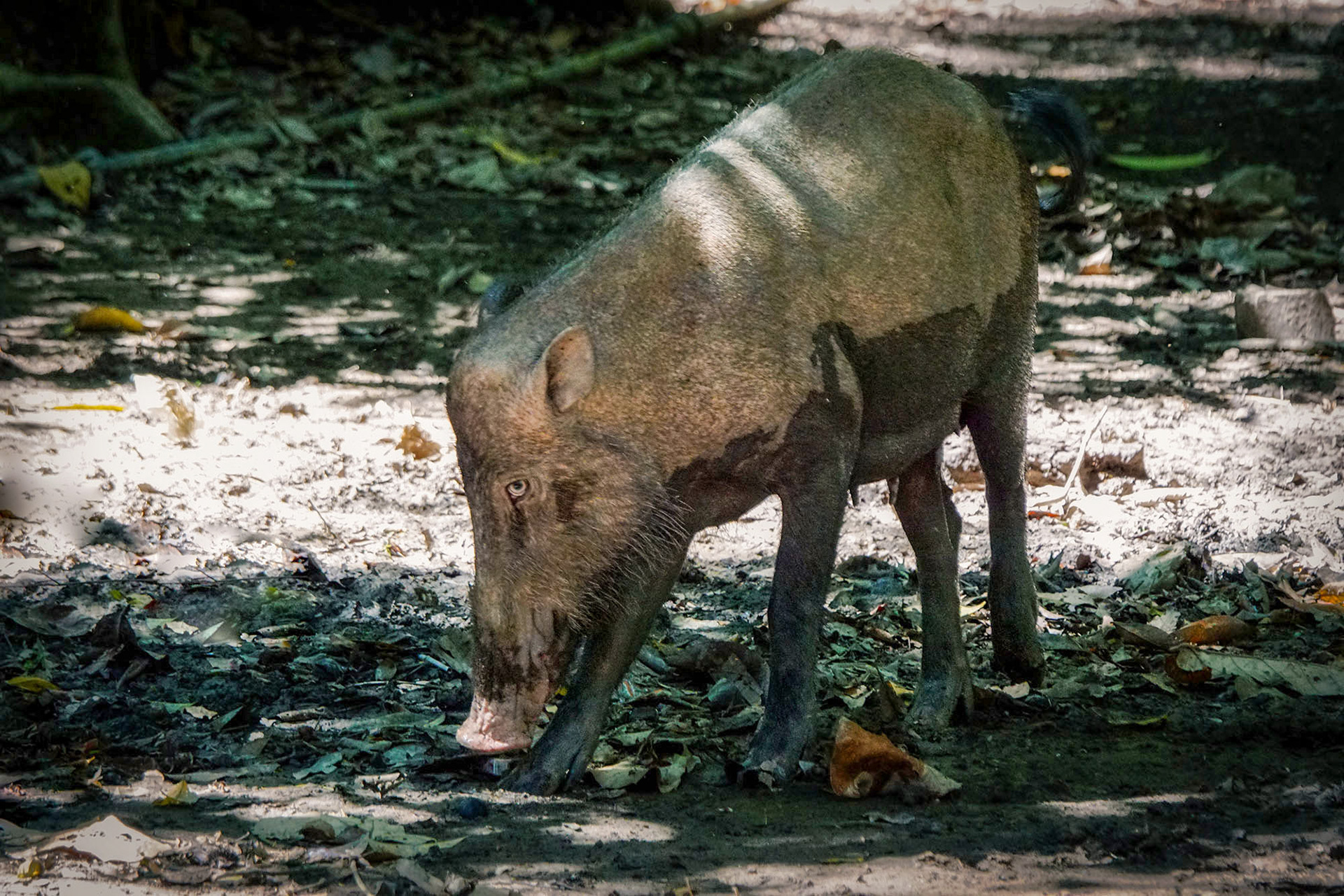 Bartschwein