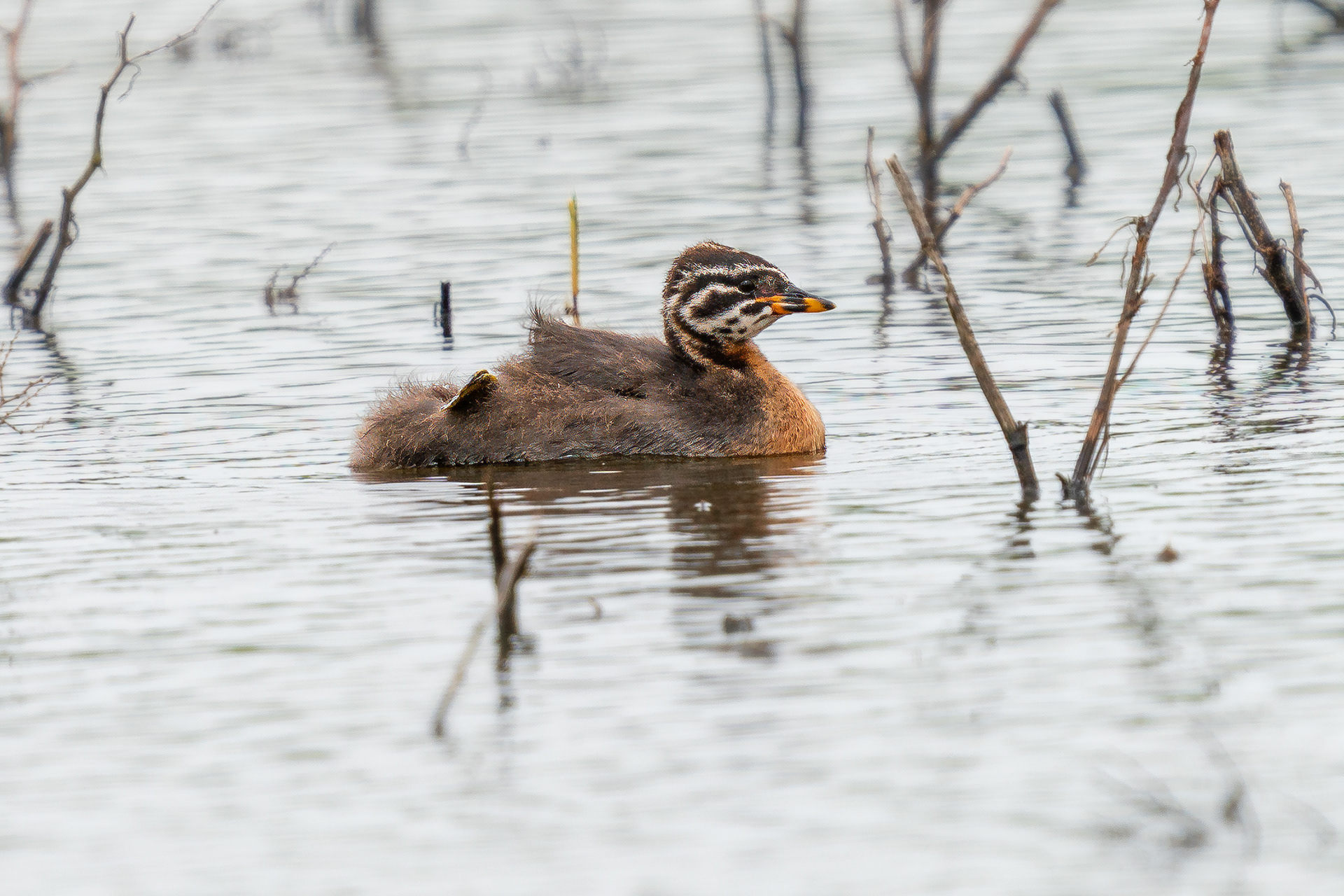 juvenile
