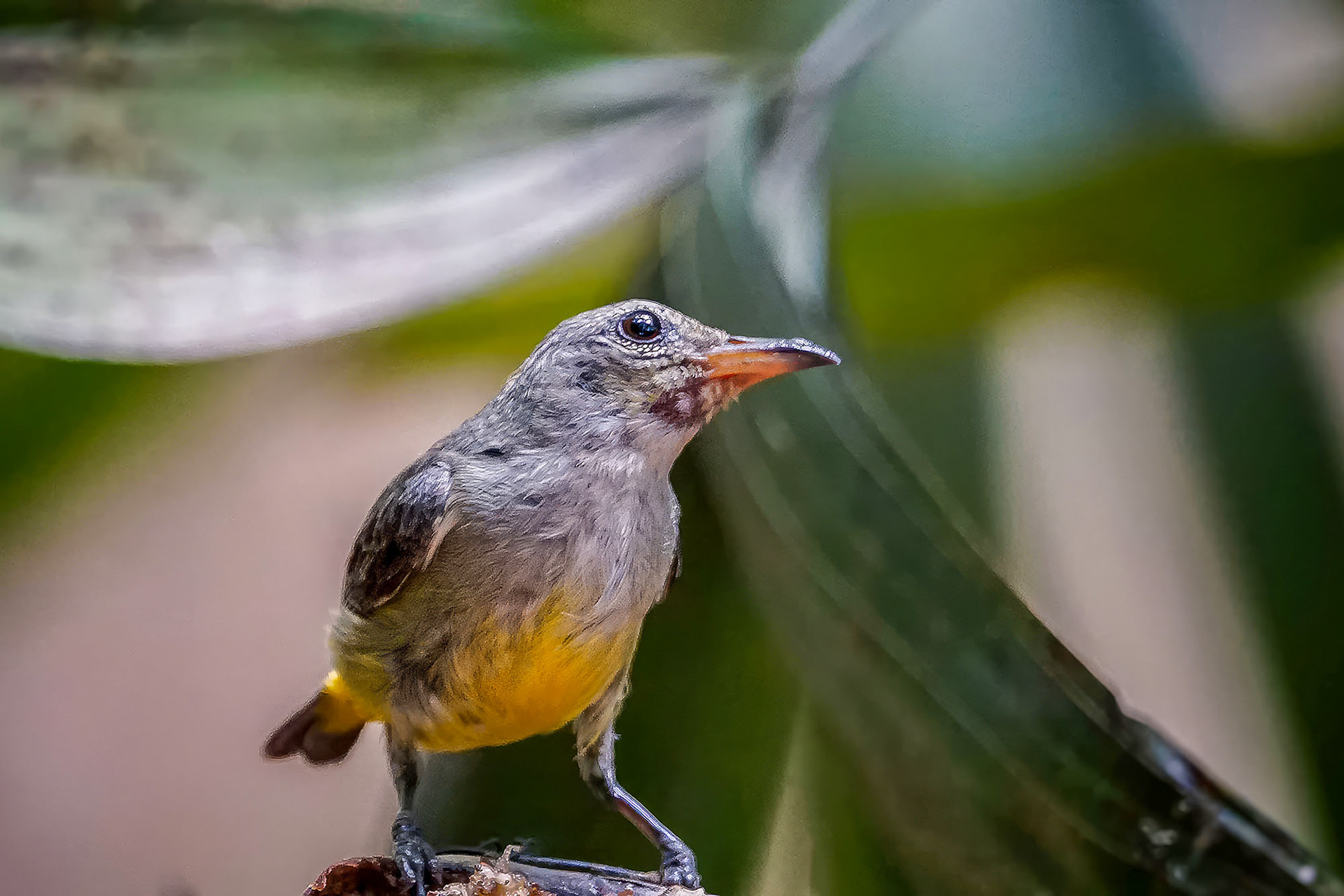 Orangenbauch-Mistelfresser (female) / orange-bellied flowerpecker