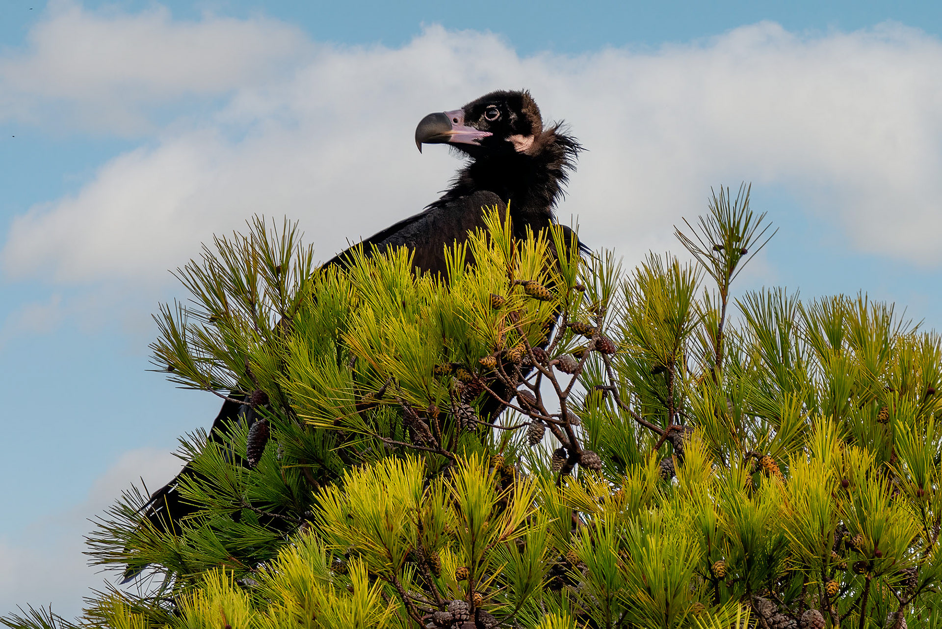 Subadult