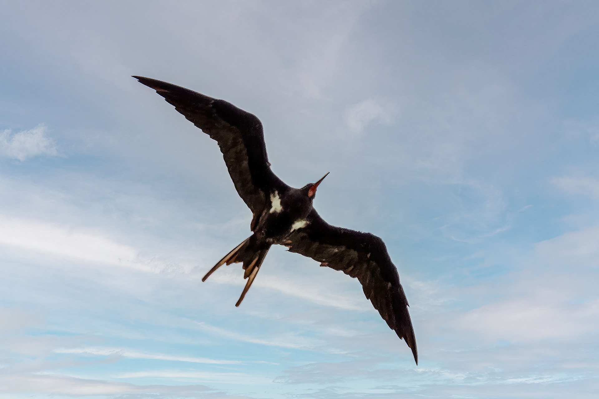 male
