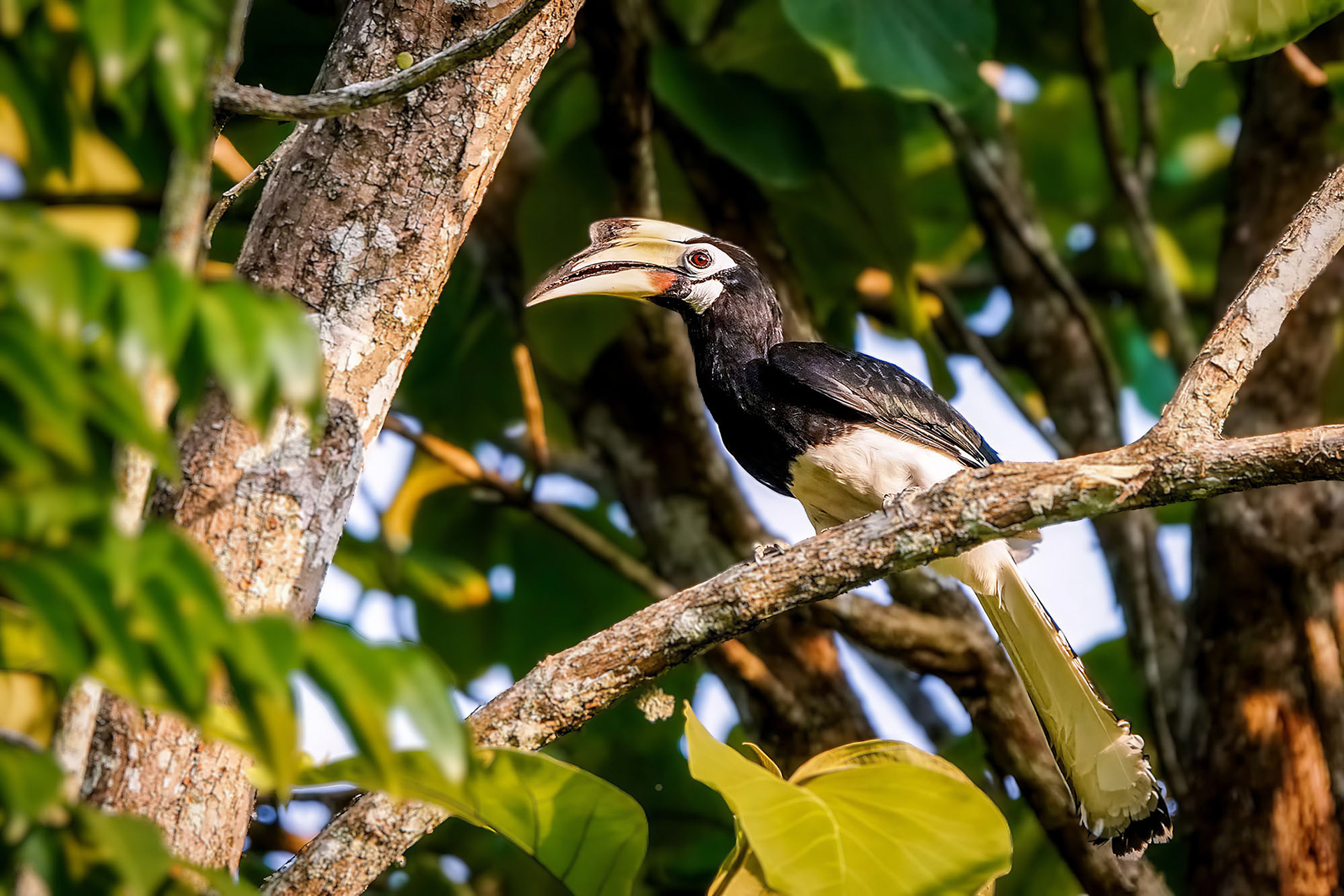 "Südlicher" Orienthornvogel