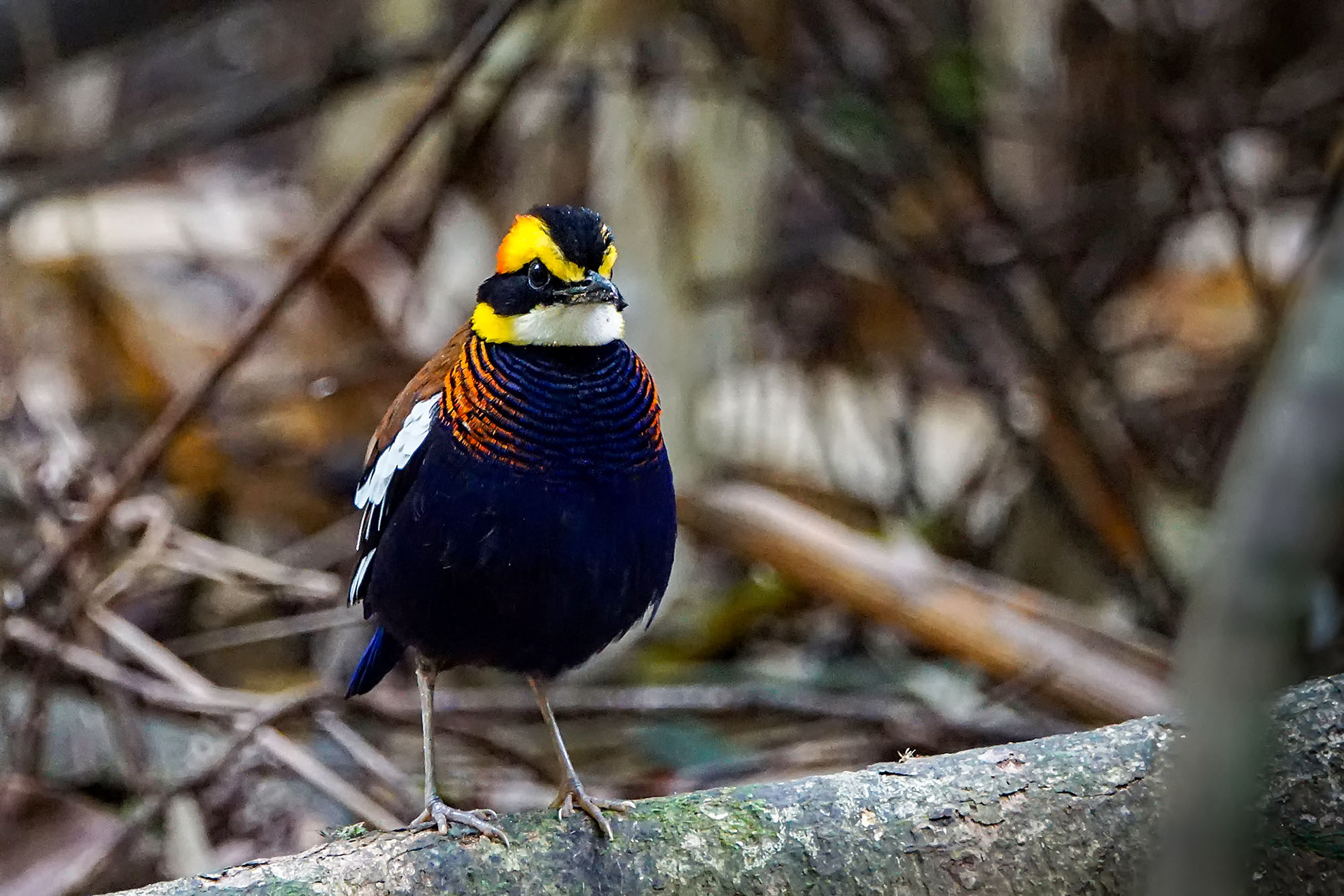 male