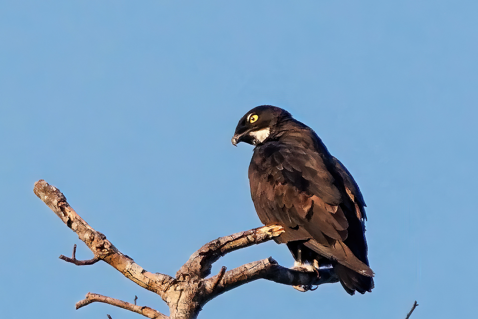 Fledermausaar / Bat Hawk