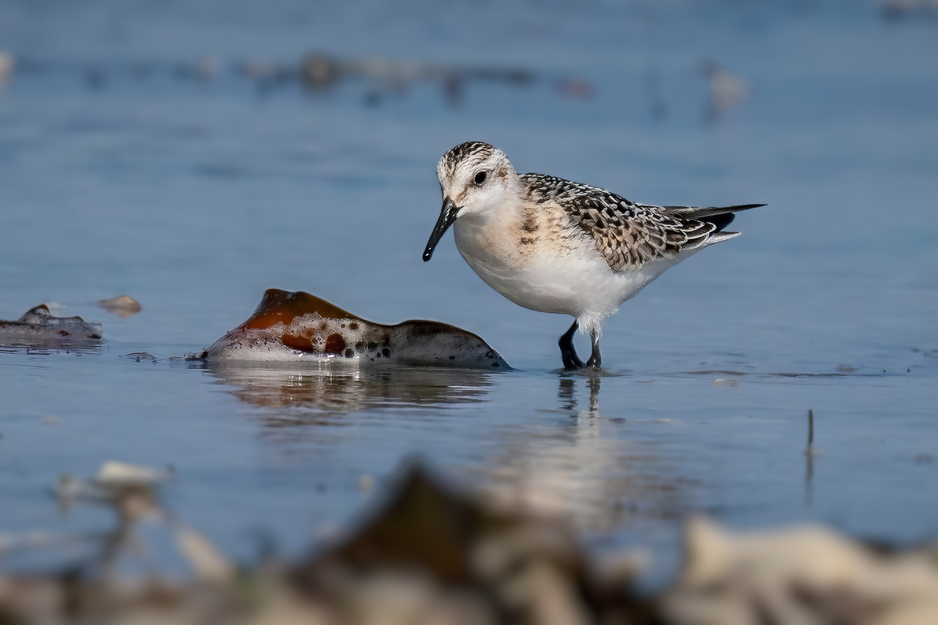 Sanderling, Schlichtkleid
