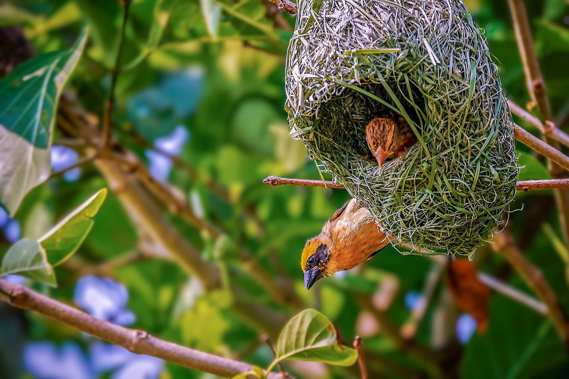 Ein Weibchen inspiziert das Nest