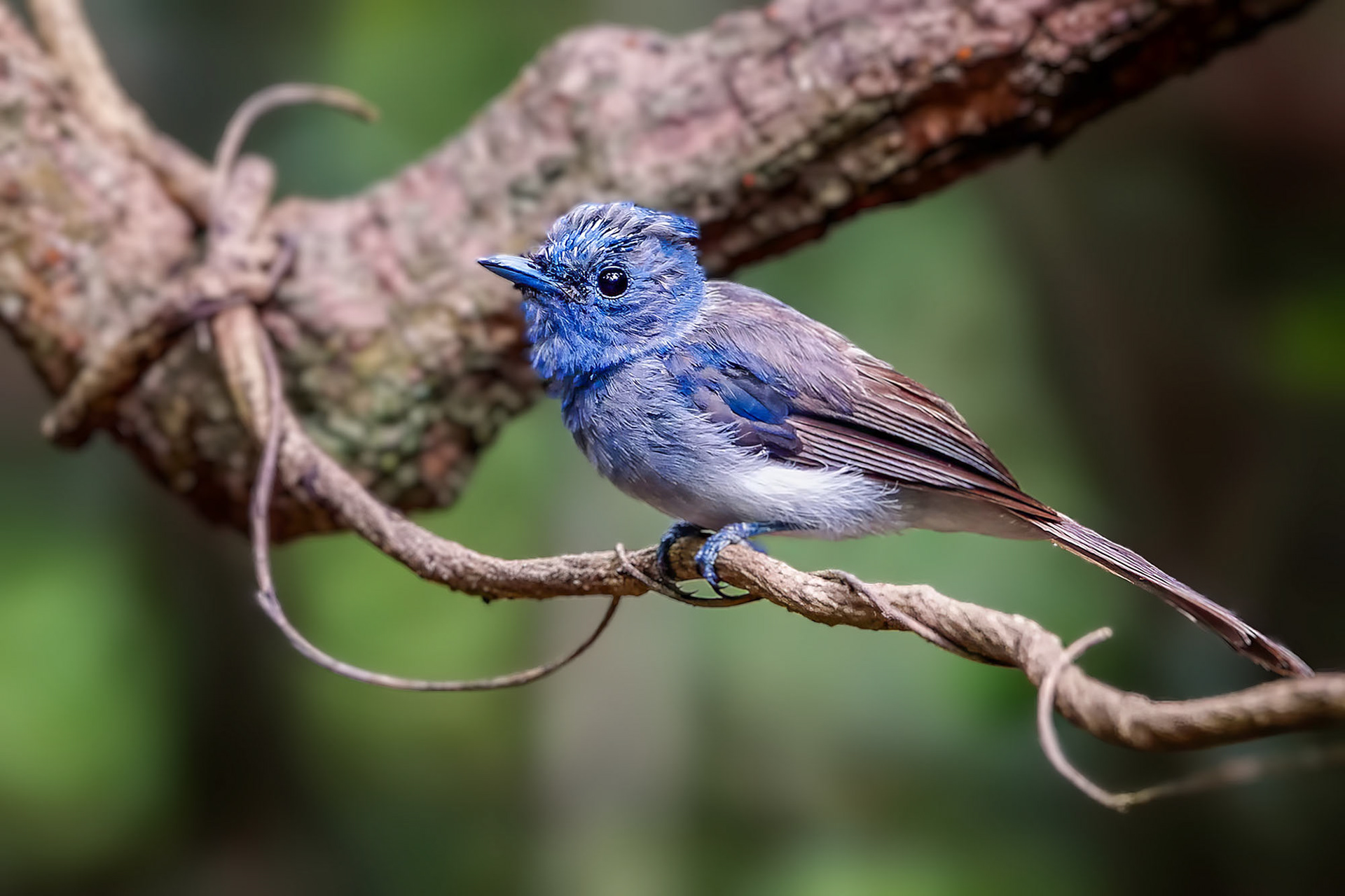 Schwarzgenickschnäpper (F) / Black-naped Monarch